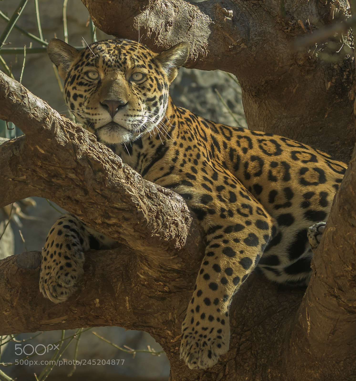Nikon D500 sample photo. Leopard photography