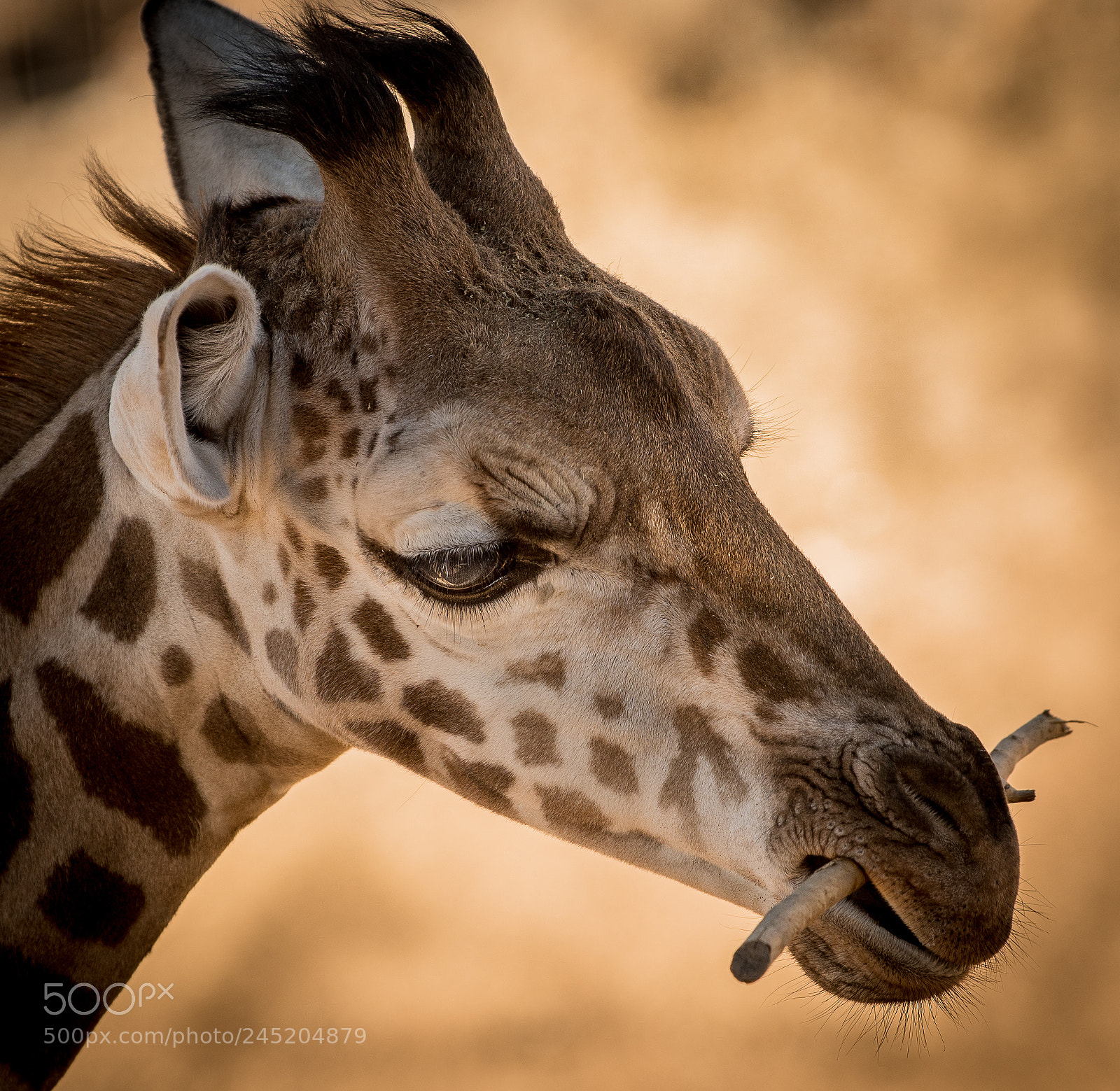 Nikon D500 sample photo. Giraffe photography
