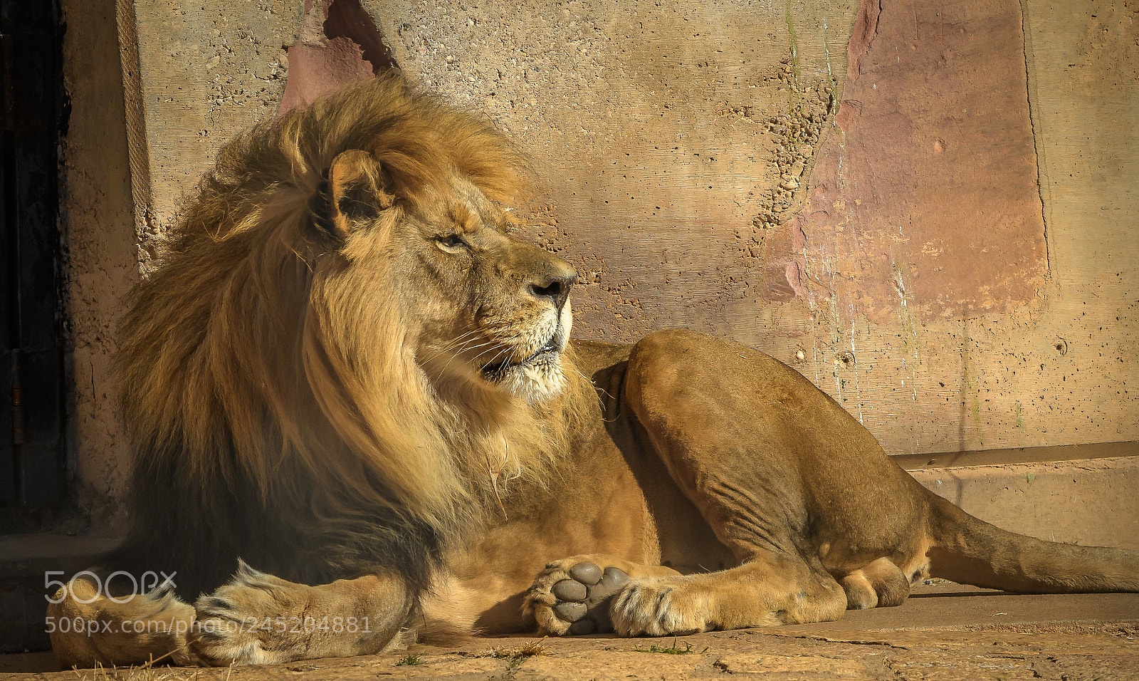 Nikon D500 sample photo. Lion photography