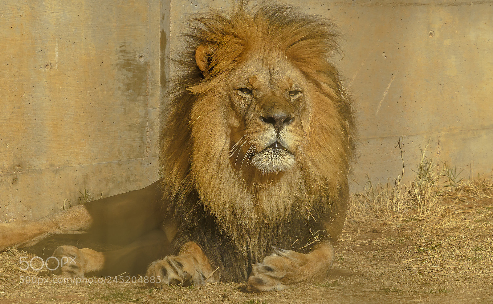 Nikon D500 sample photo. Lion photography