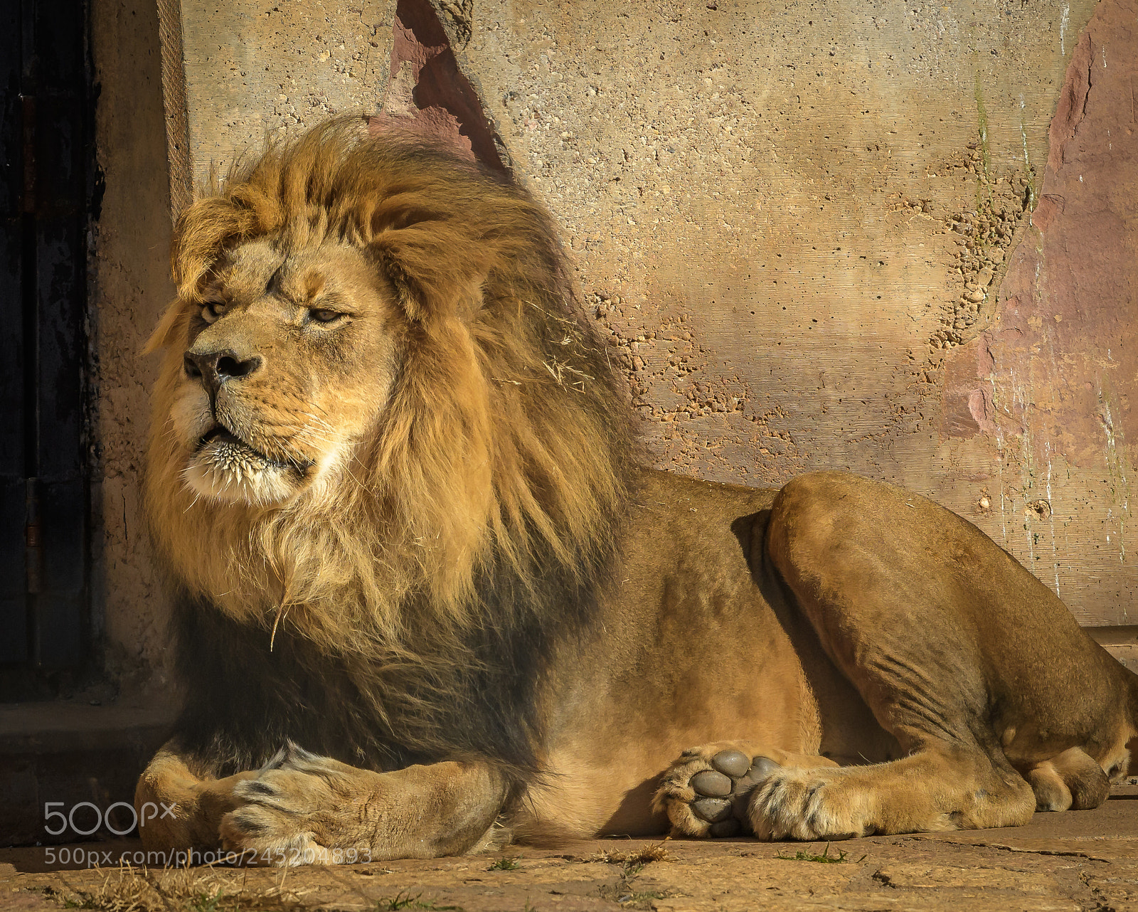 Nikon D500 sample photo. Lion photography