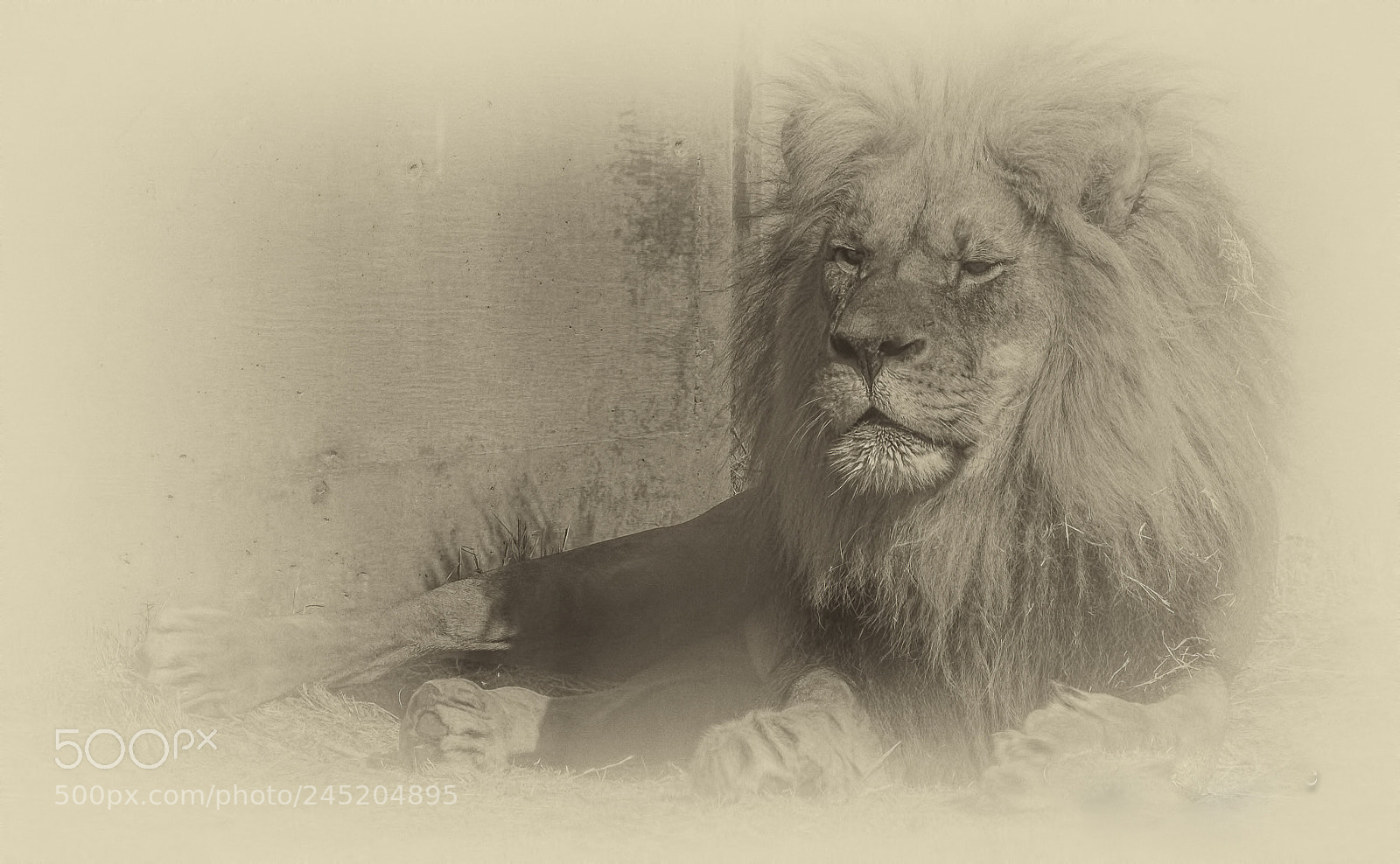 Nikon D500 sample photo. Lion fade photography