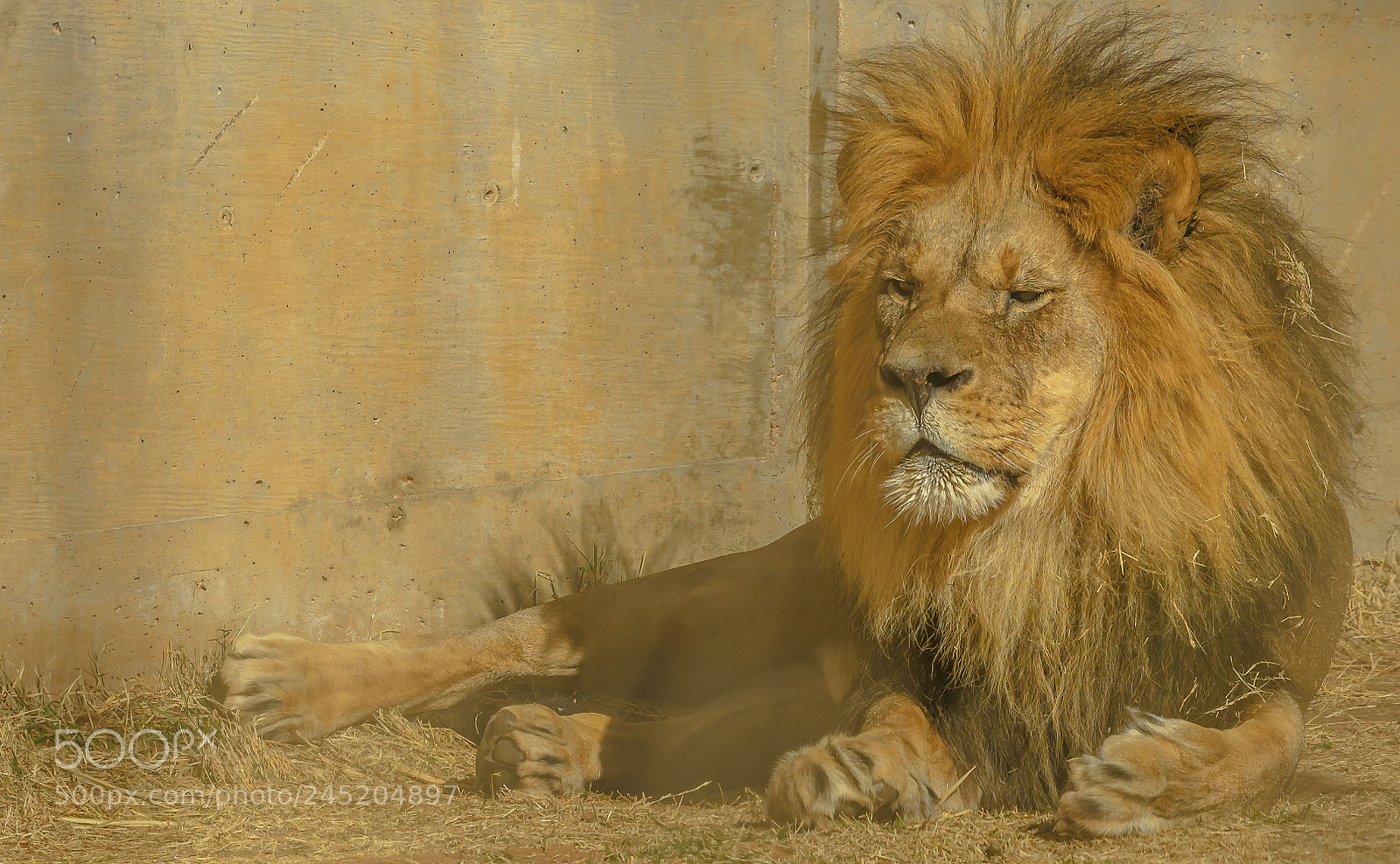 Nikon D500 sample photo. Lion color photography