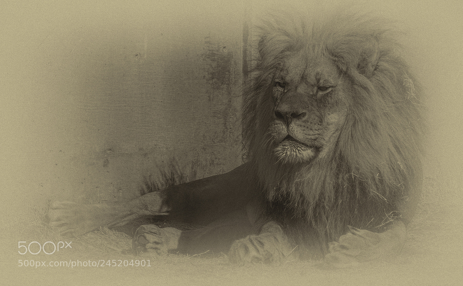 Nikon D500 sample photo. Lion fade photography