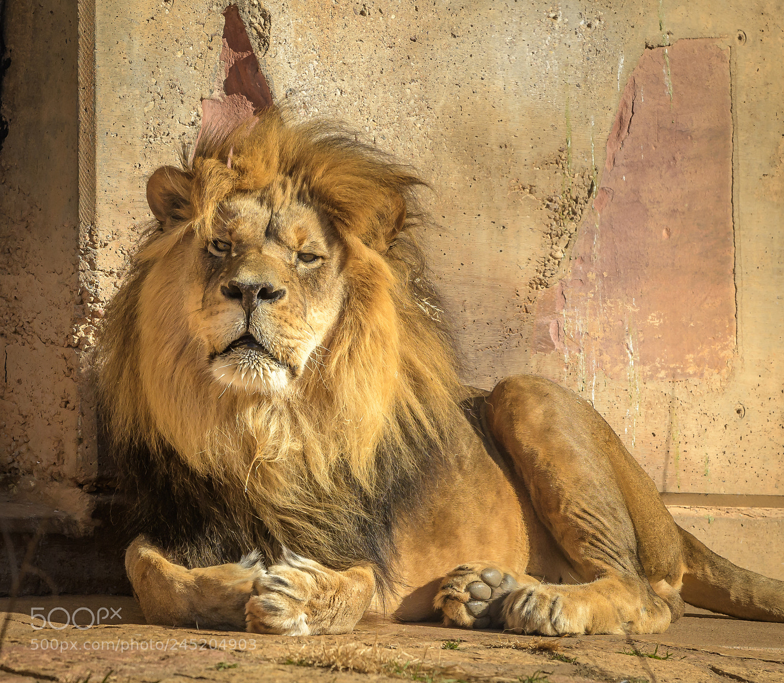 Nikon D500 sample photo. Lion fine photography