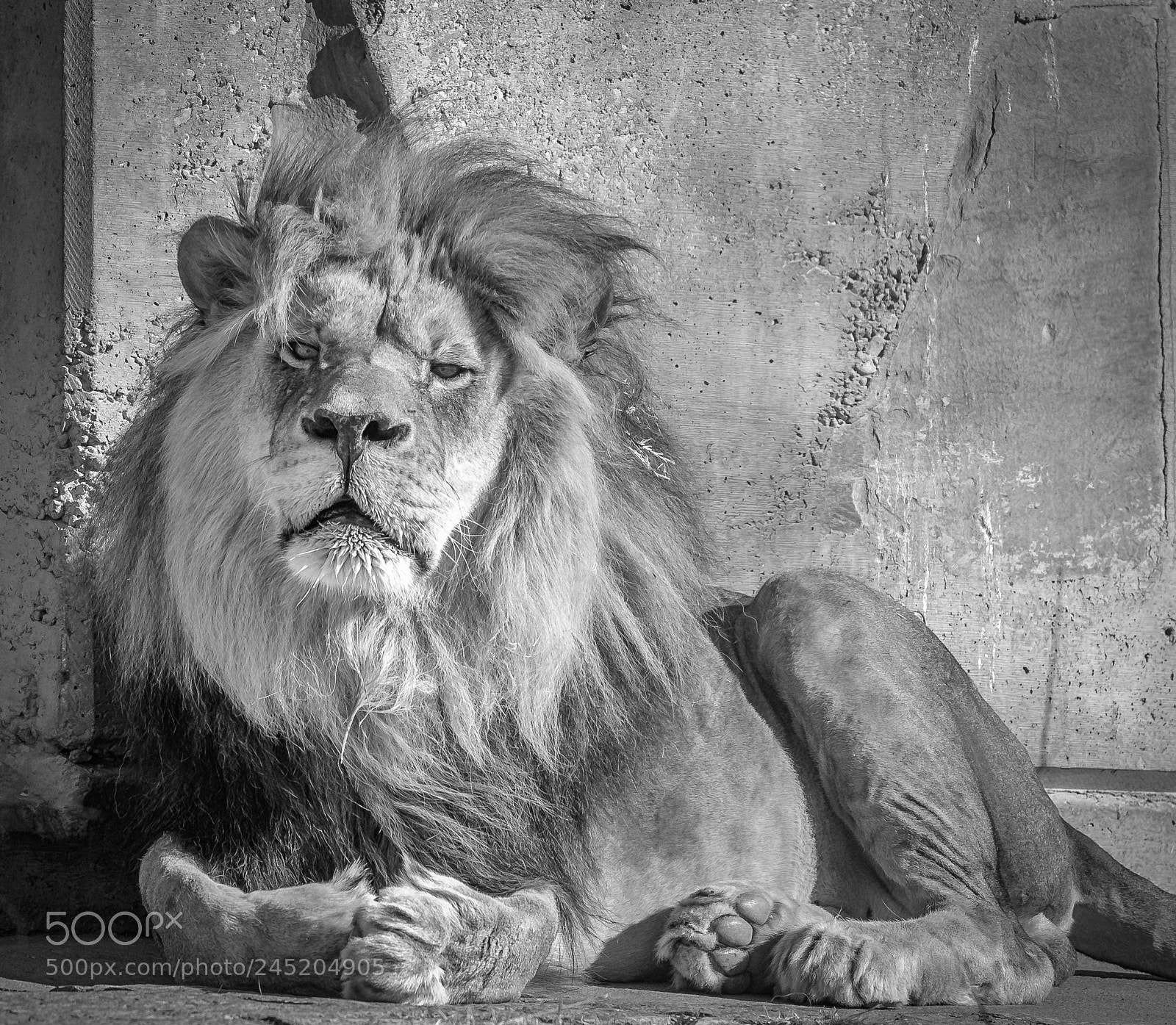 Nikon D500 sample photo. Lion fine art photography