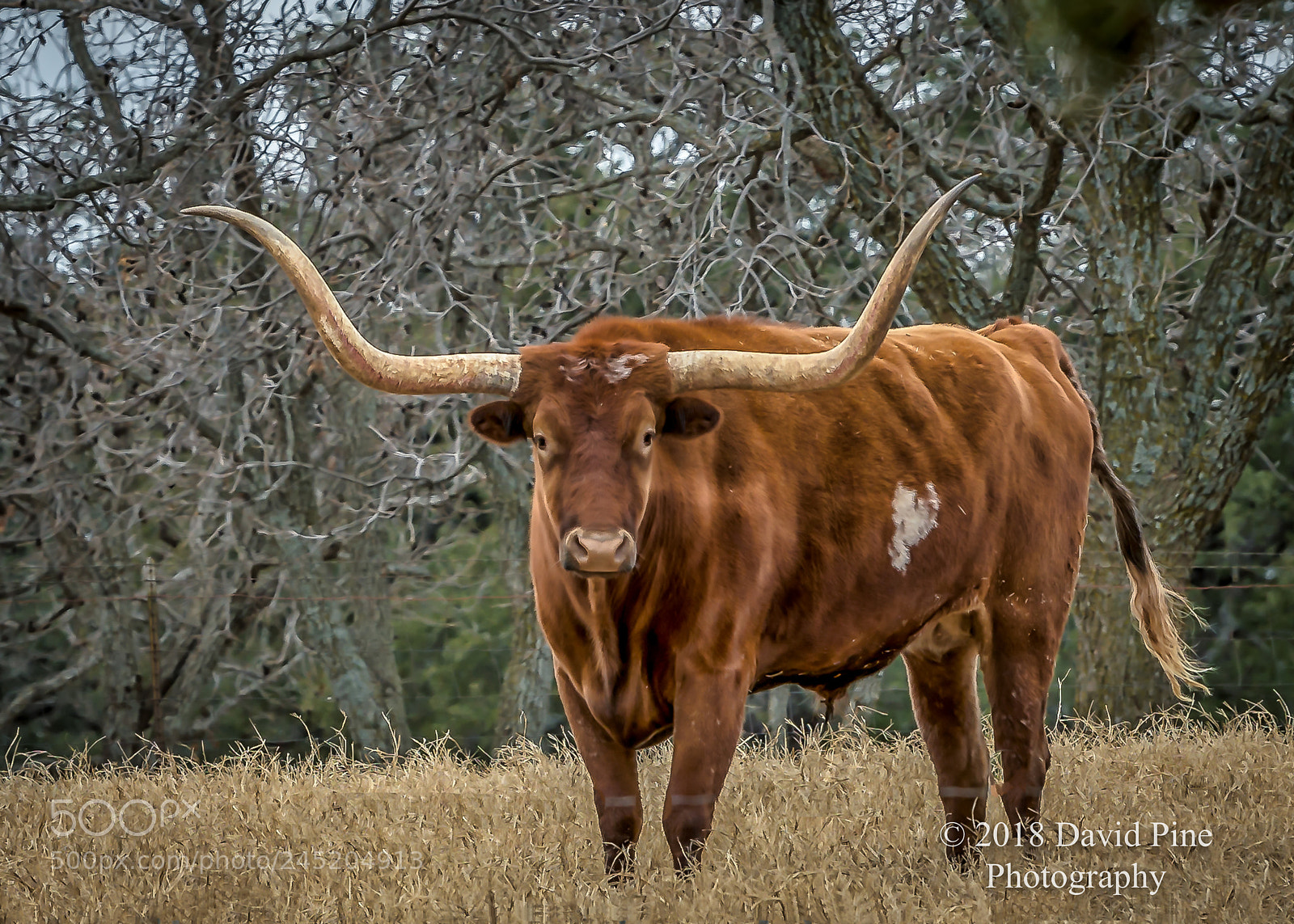 Nikon D500 sample photo. Longhorn photography