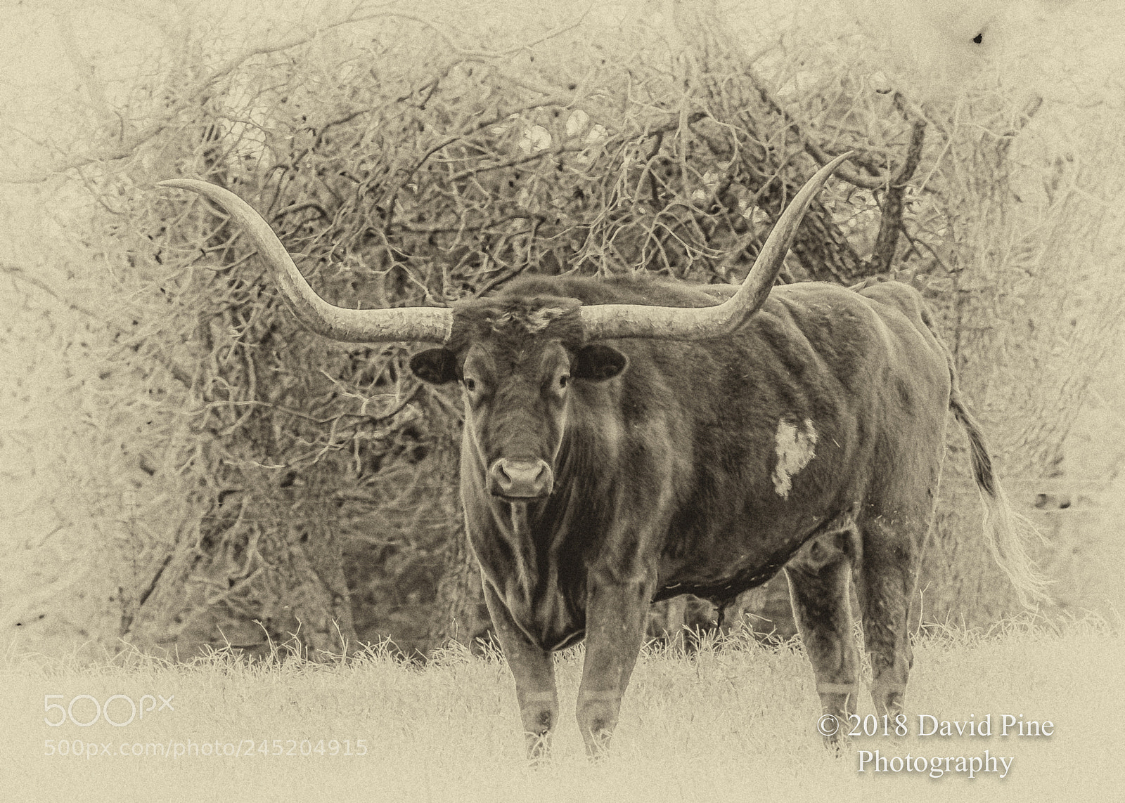 Nikon D500 sample photo. Longhorn a photography