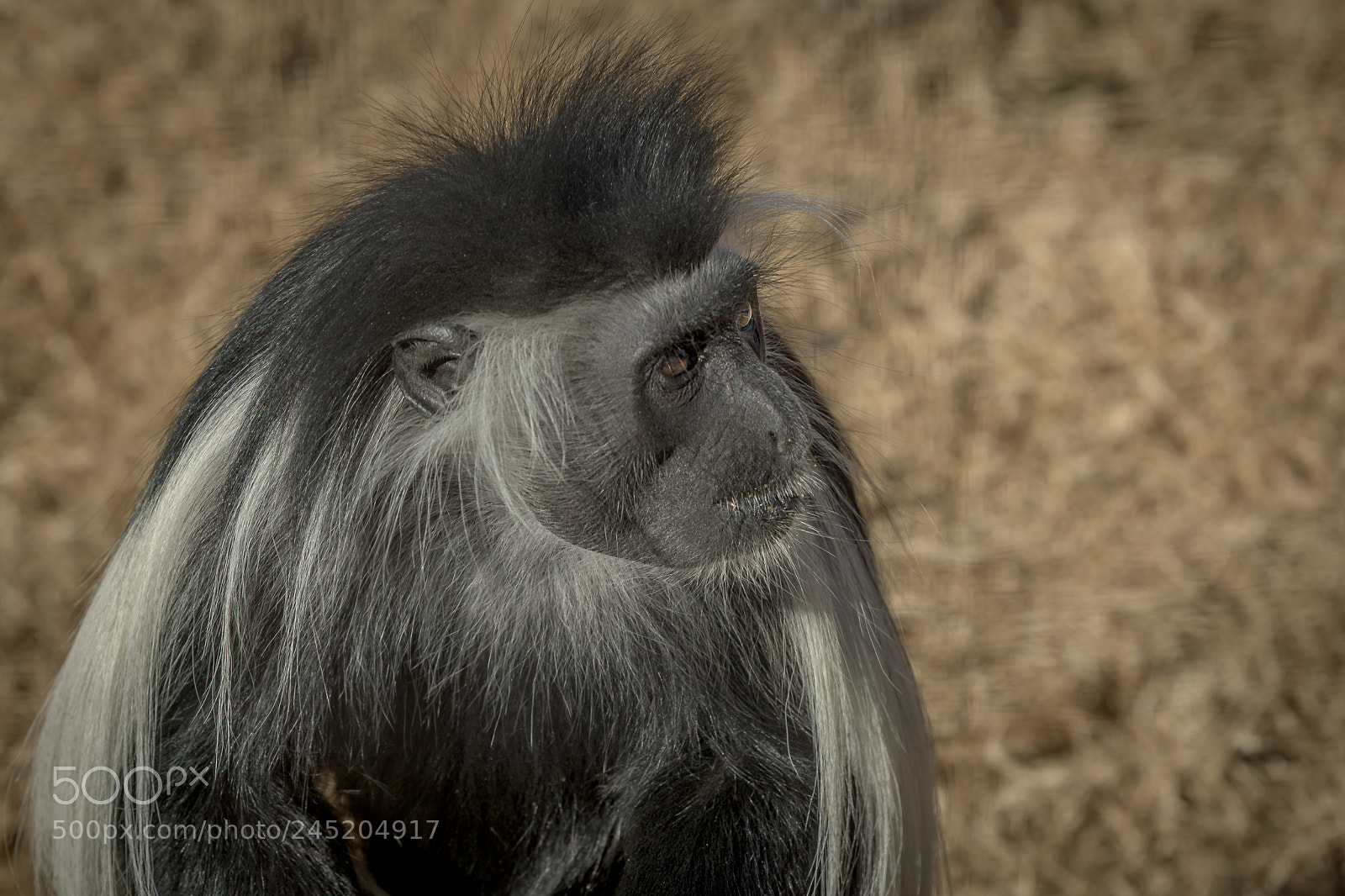 Nikon D500 sample photo. Monkey photography
