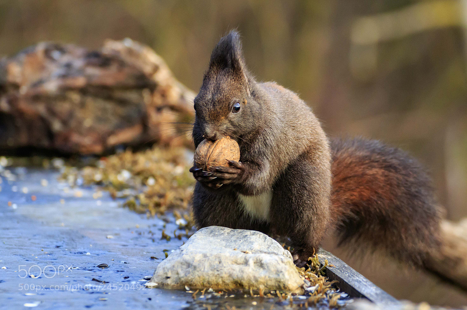 Canon EOS 7D Mark II sample photo. Untitled photography