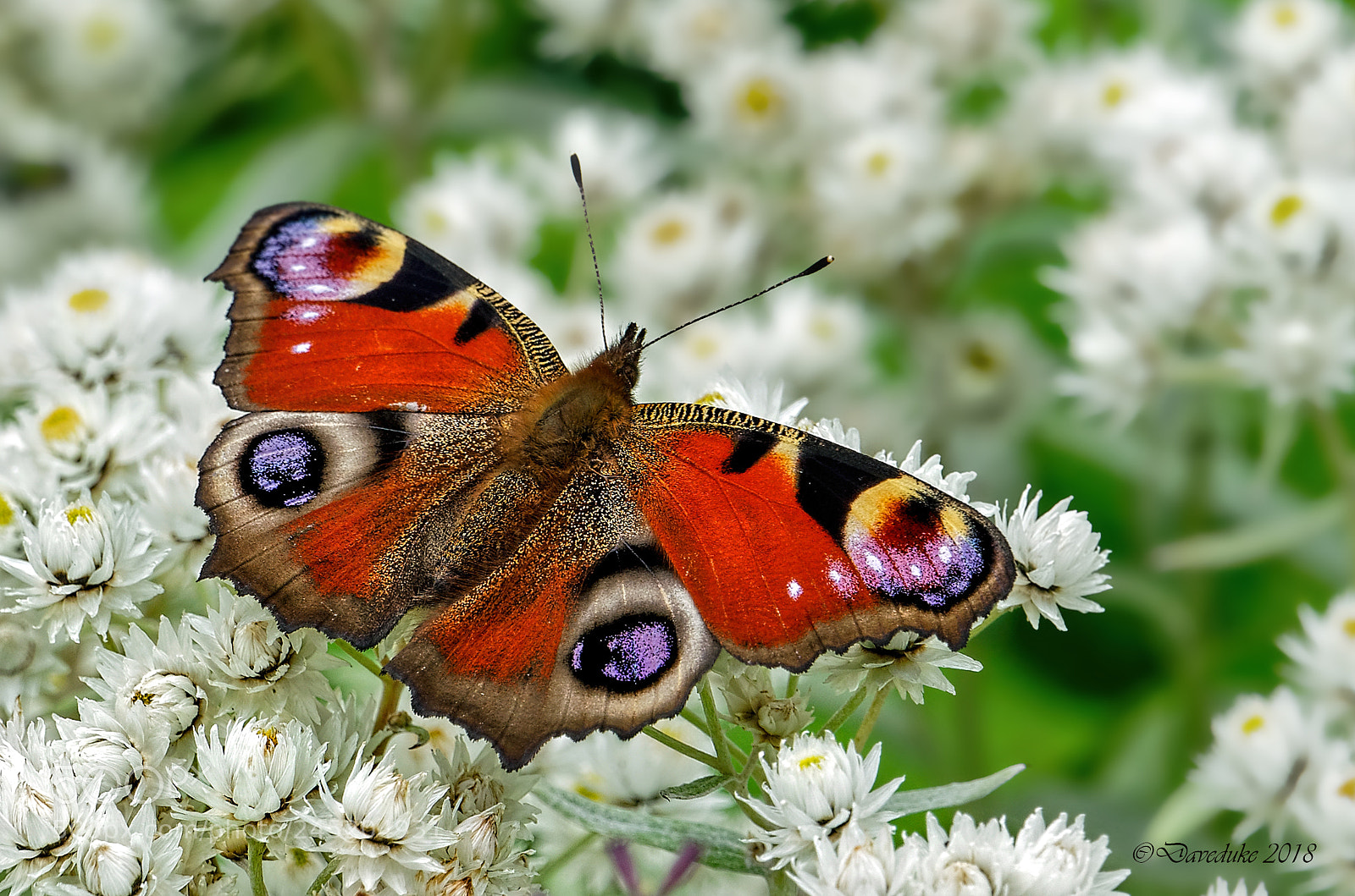 Sony a7R II sample photo. Peacock butterfly photography