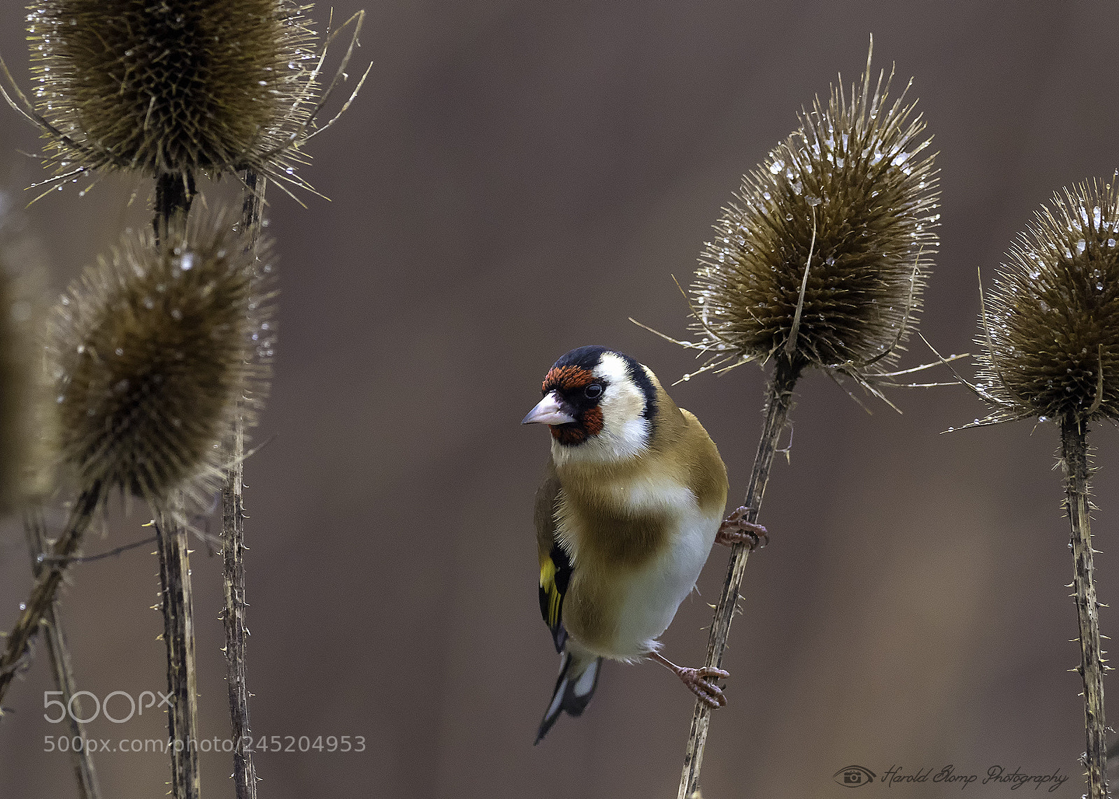 Olympus OM-D E-M1 Mark II sample photo. Goldfinch photography