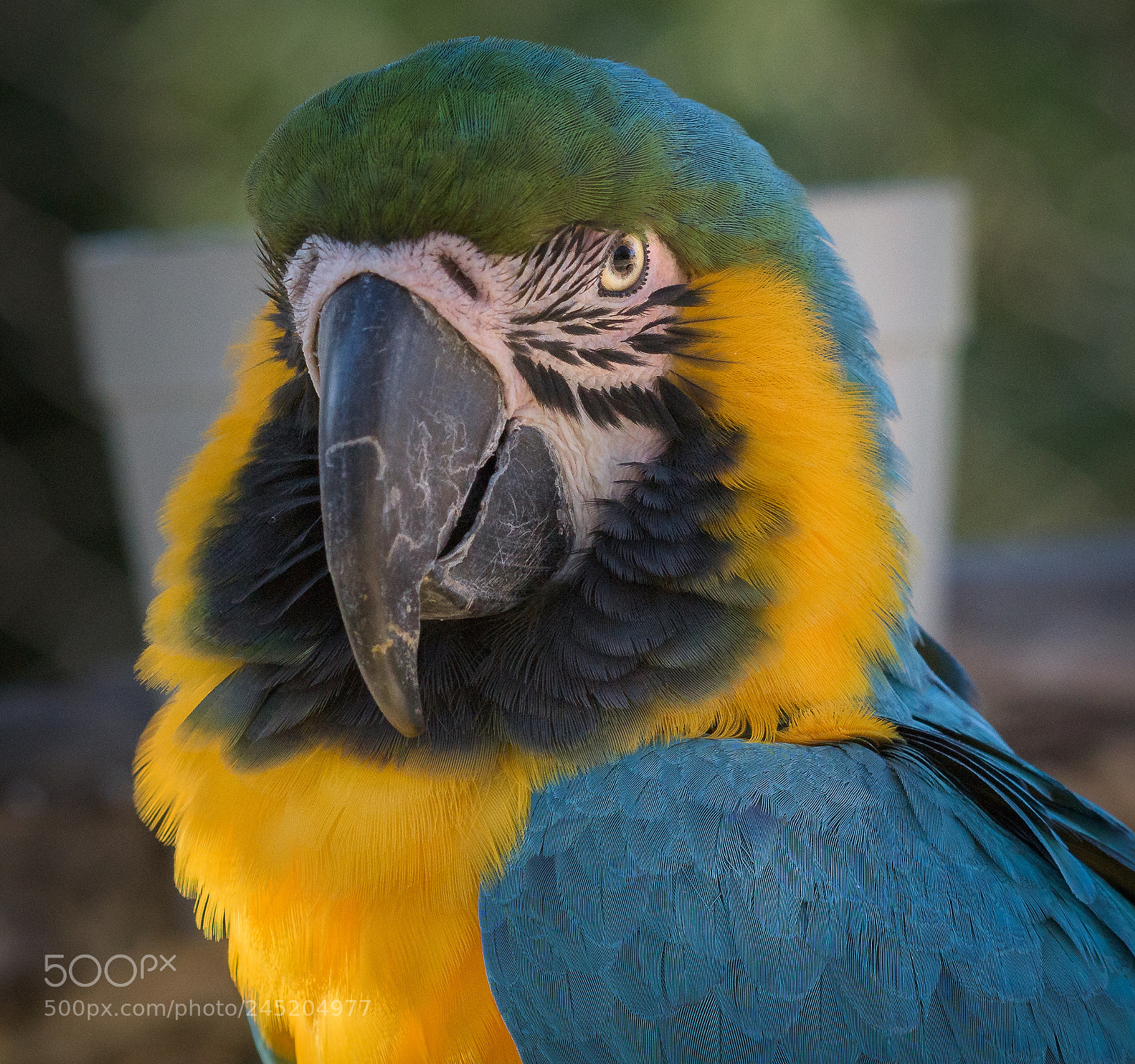 Nikon D810 sample photo. Parrot green photography