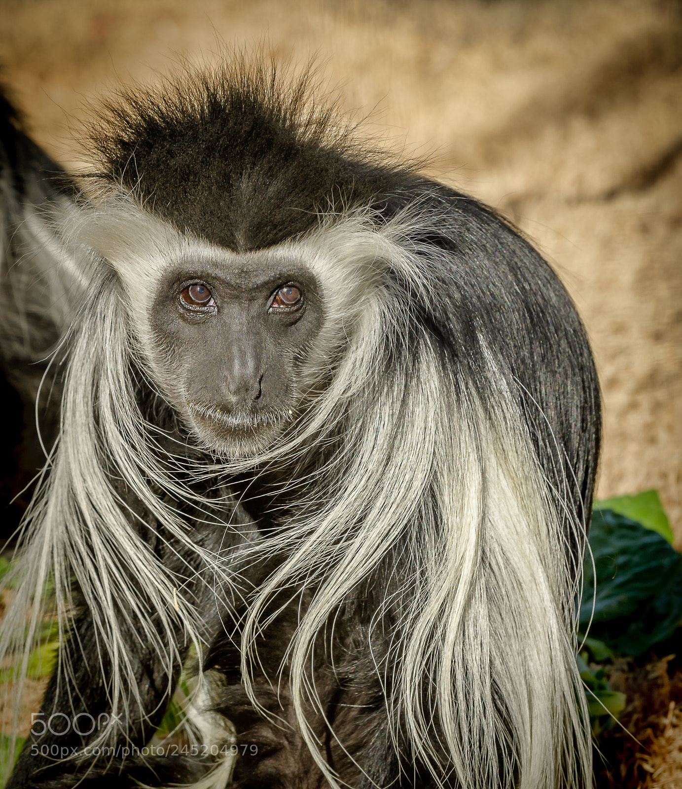 Nikon D500 sample photo. Monkey photography