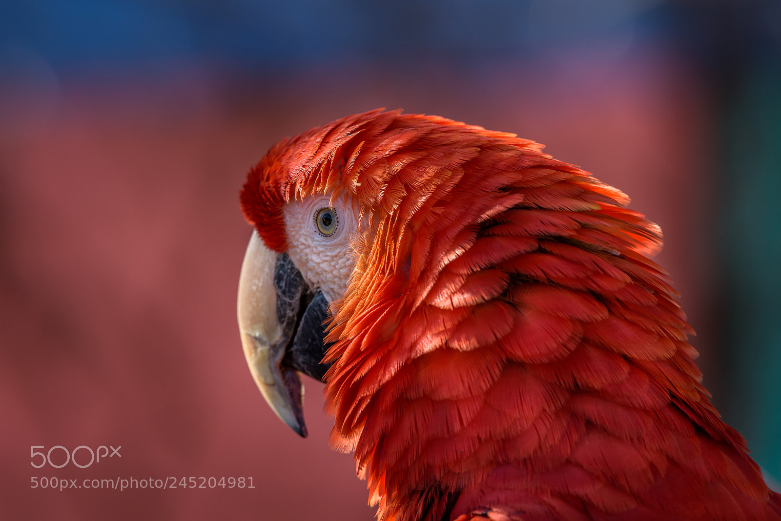 Nikon D810 sample photo. Parrot red photography