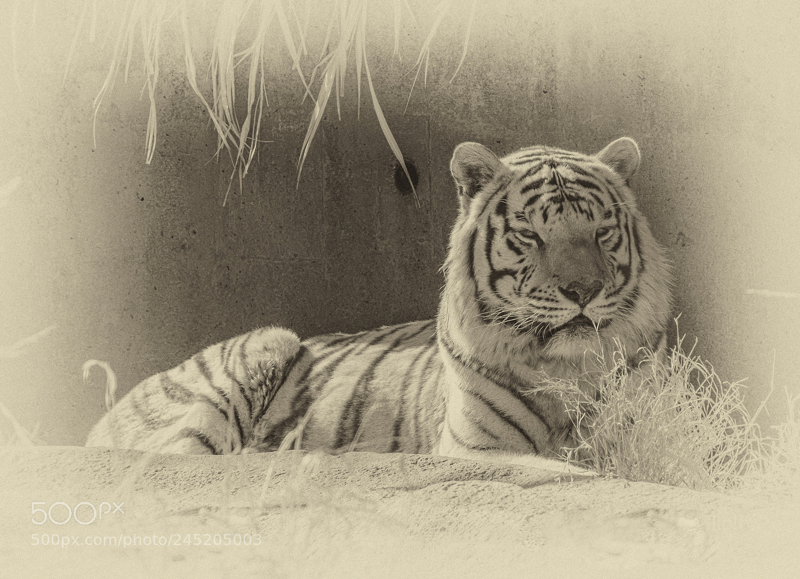 Nikon D500 sample photo. White tiger photography