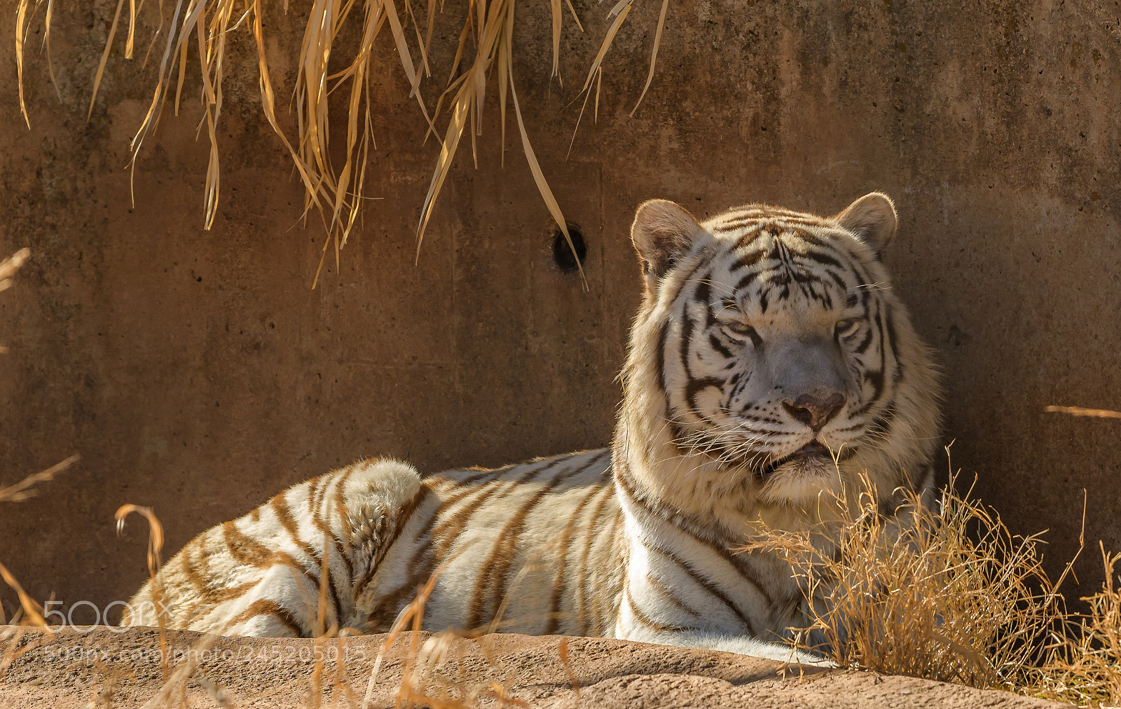 Nikon D500 sample photo. White tiger photography