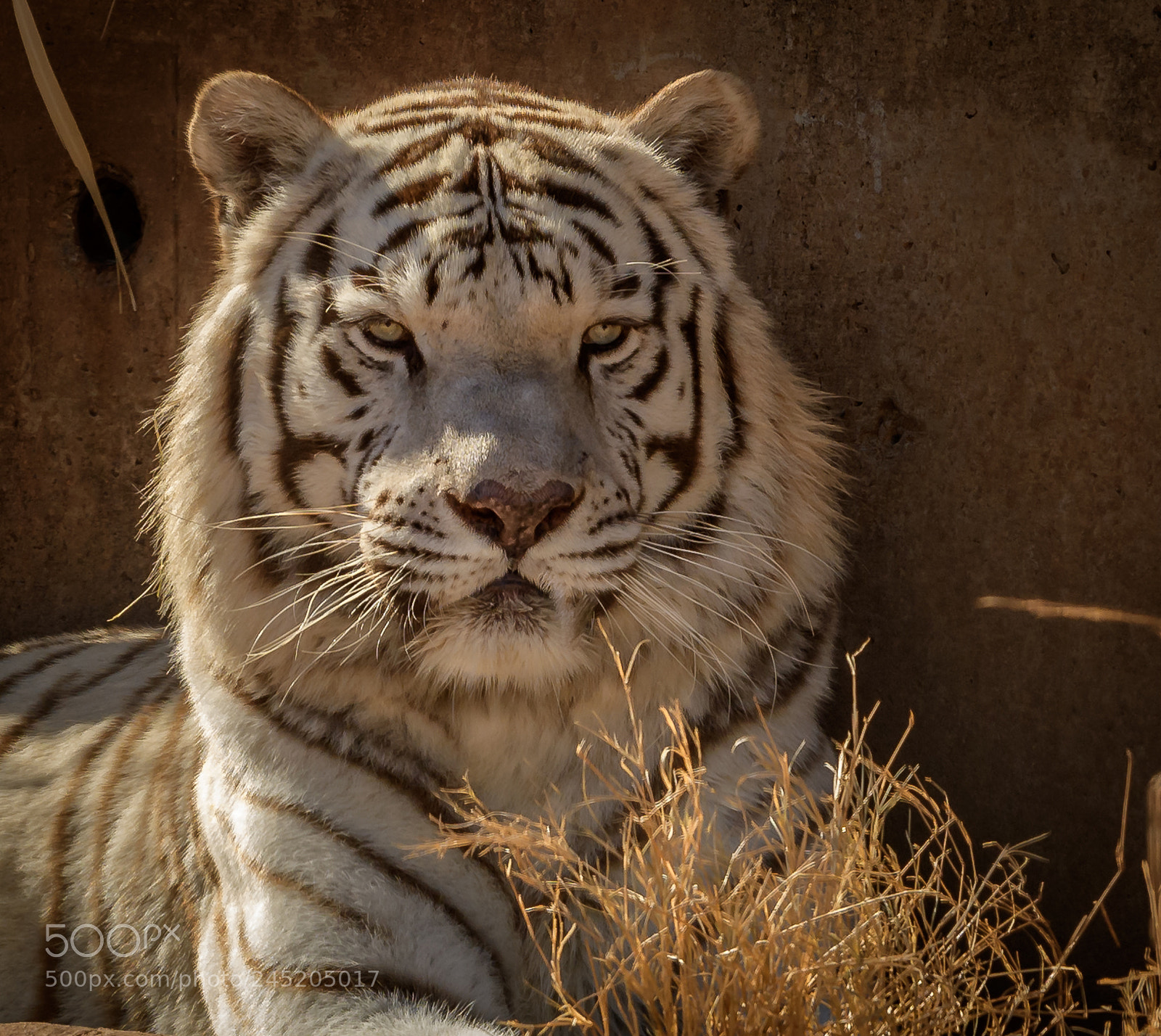 Nikon D500 sample photo. White tiger photography
