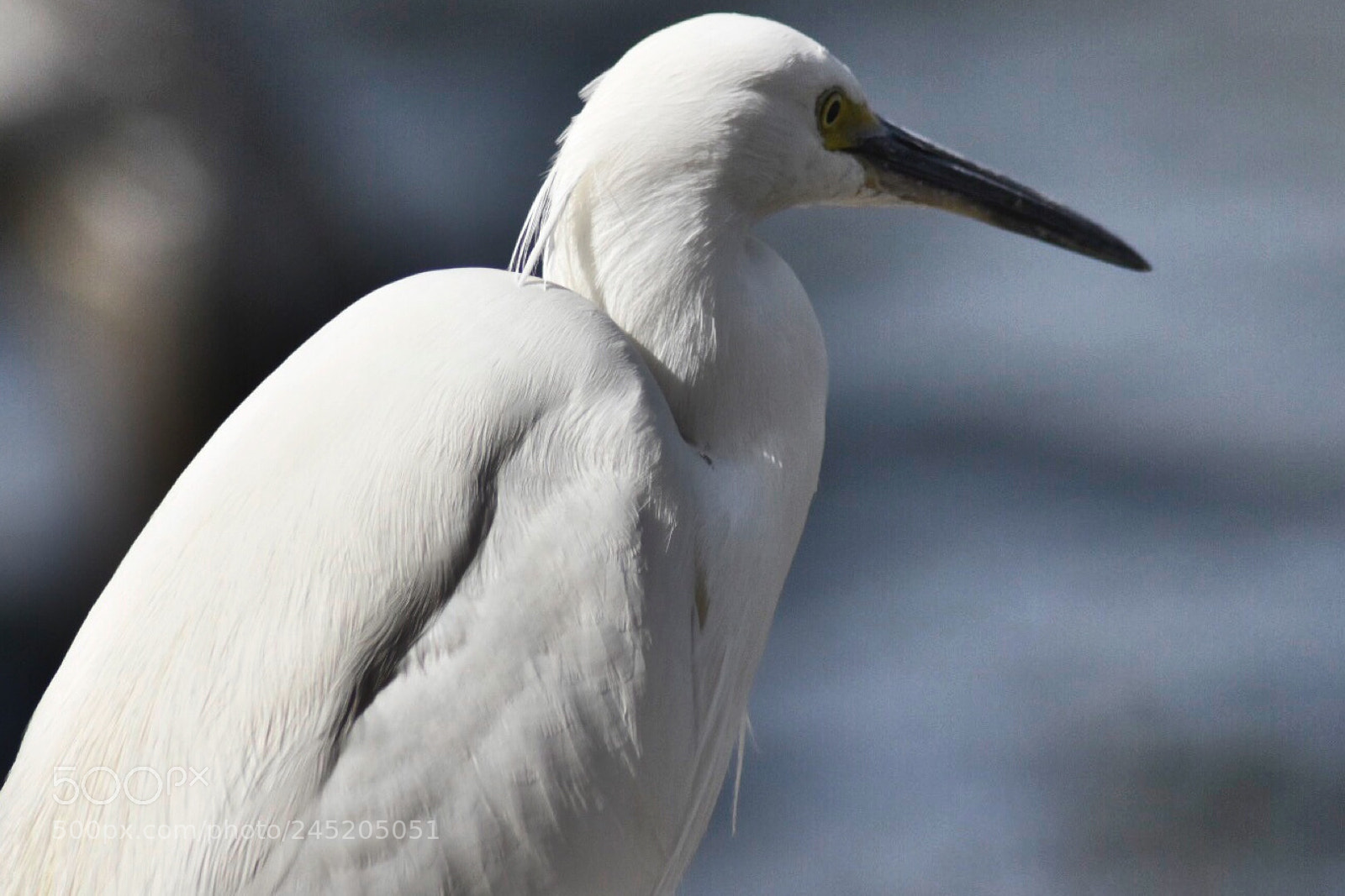 Nikon D7200 sample photo. Birds...... photography