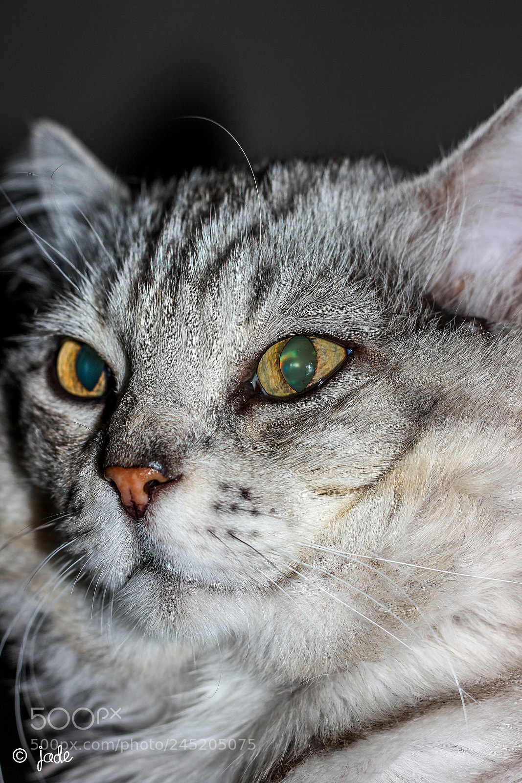 Canon EOS 600D (Rebel EOS T3i / EOS Kiss X5) sample photo. Phylos photography