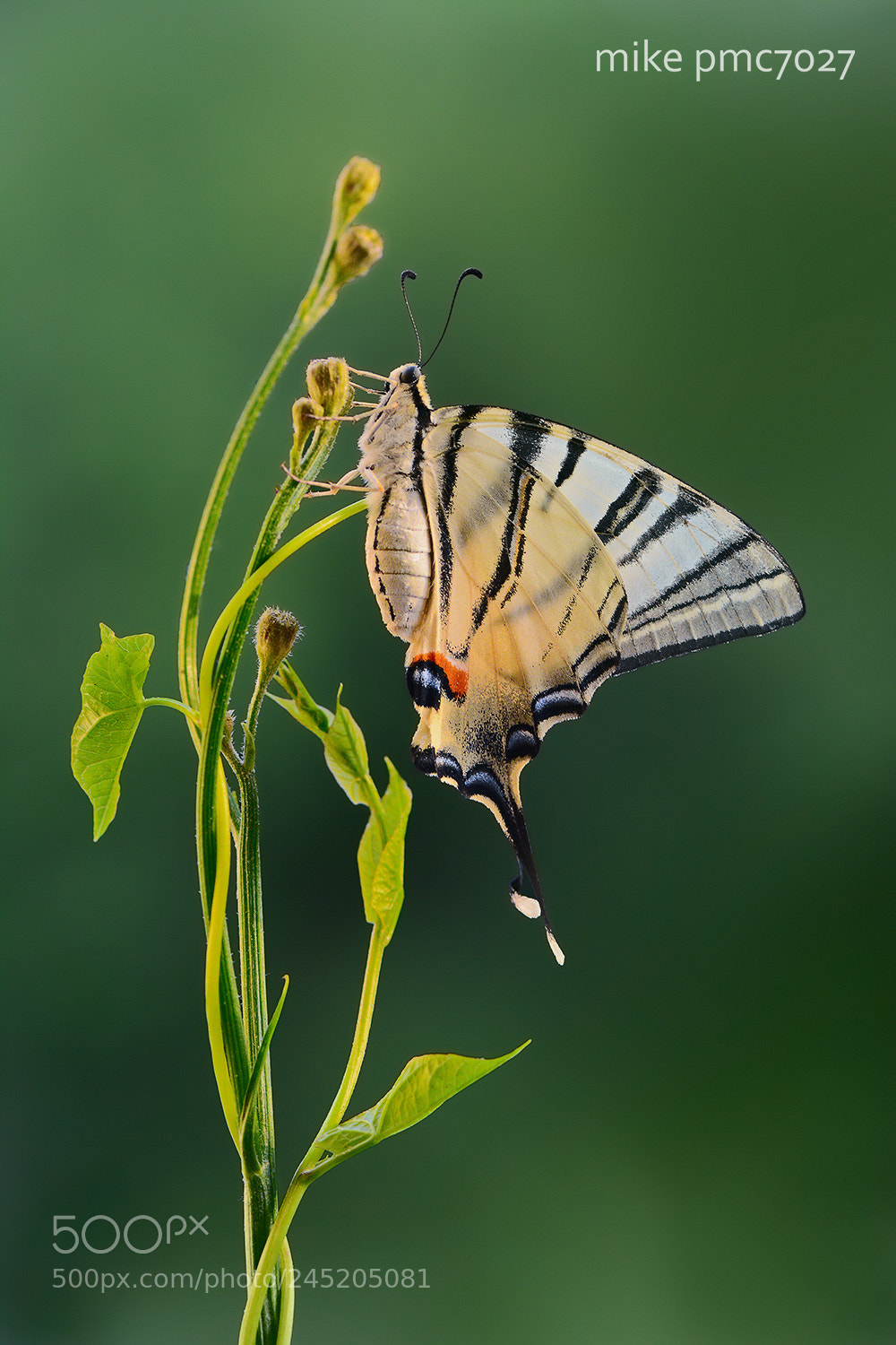 Nikon D7100 sample photo. The scarce swallowtail photography