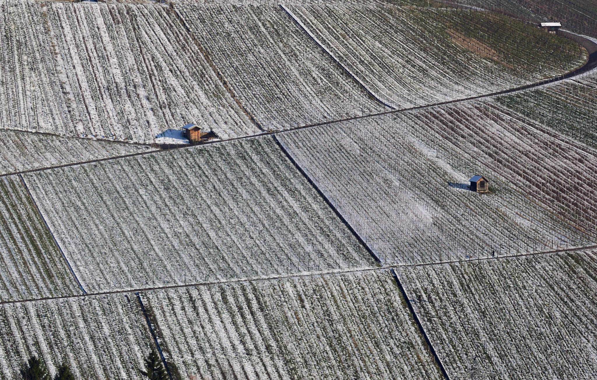 Nikon D5600 + Sigma 24-105mm F4 DG OS HSM Art sample photo. Winter vineyard photography