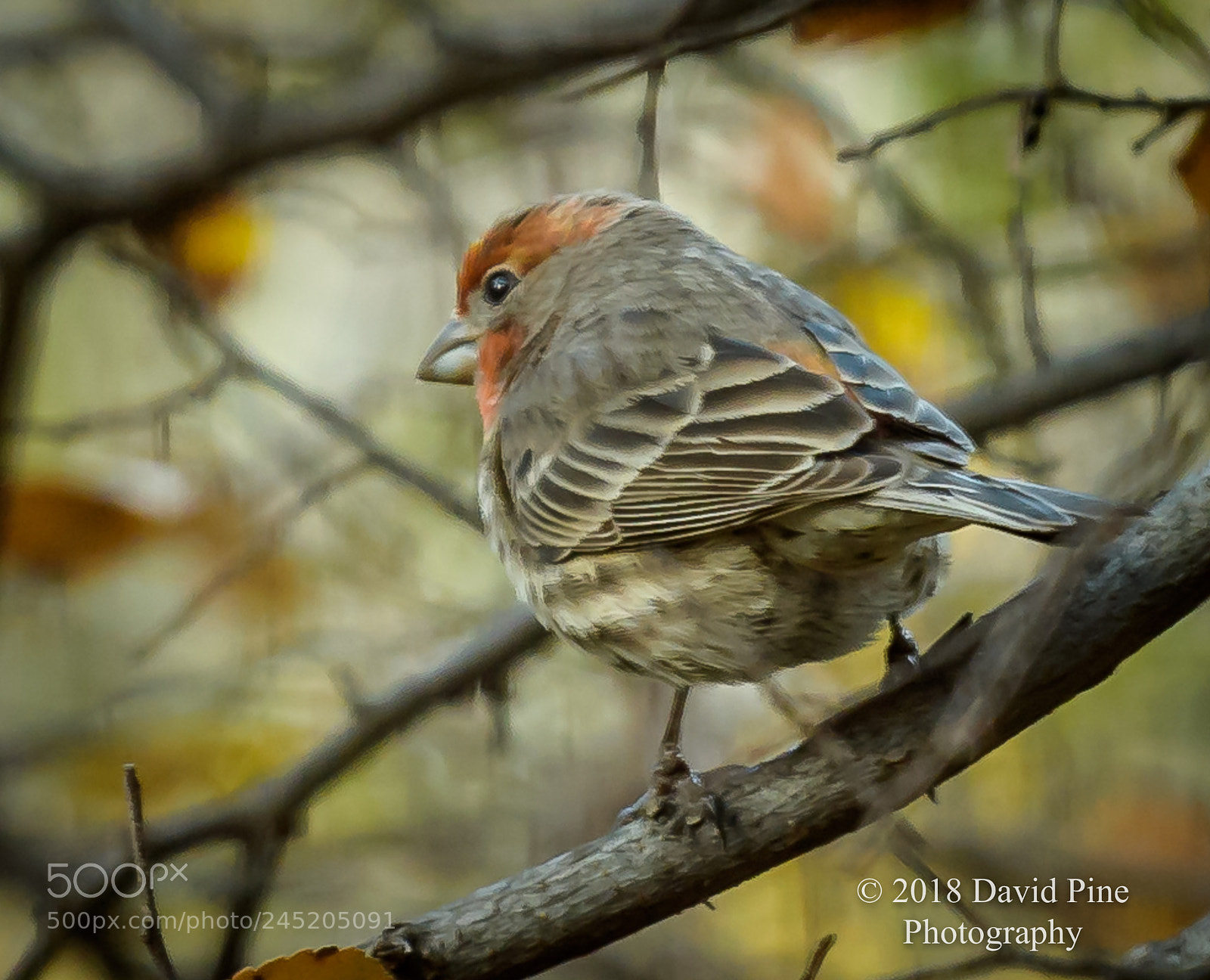 Nikon D500 sample photo. 3.jpg photography
