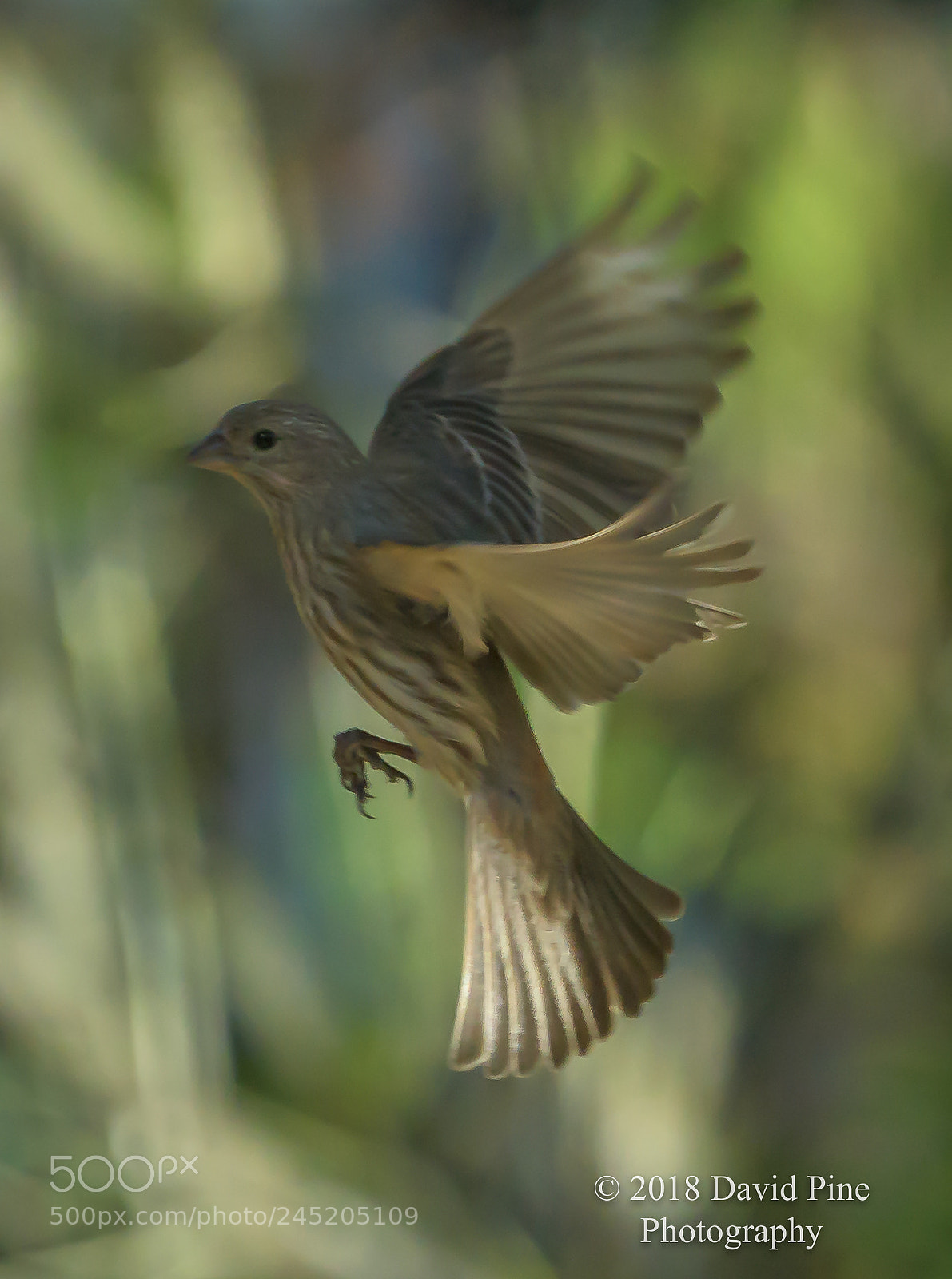Nikon D500 sample photo. Birds photography