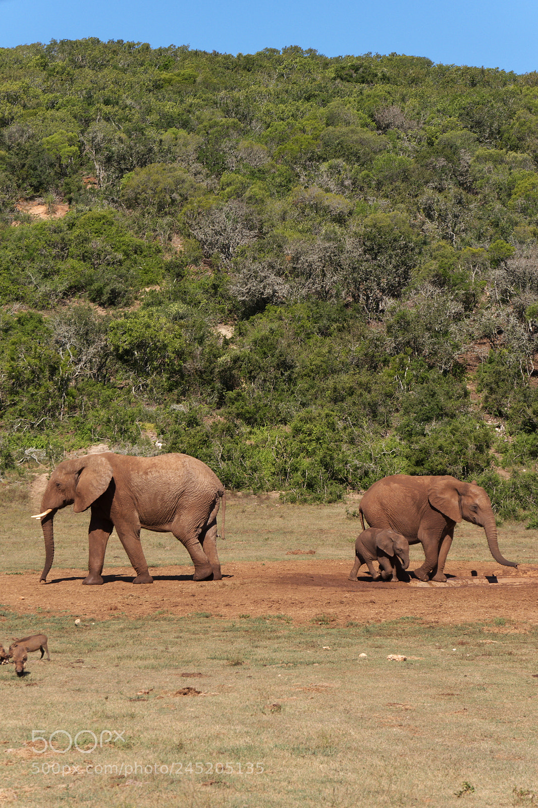 Panasonic Lumix DMC-G5 sample photo. Three elephants in south photography
