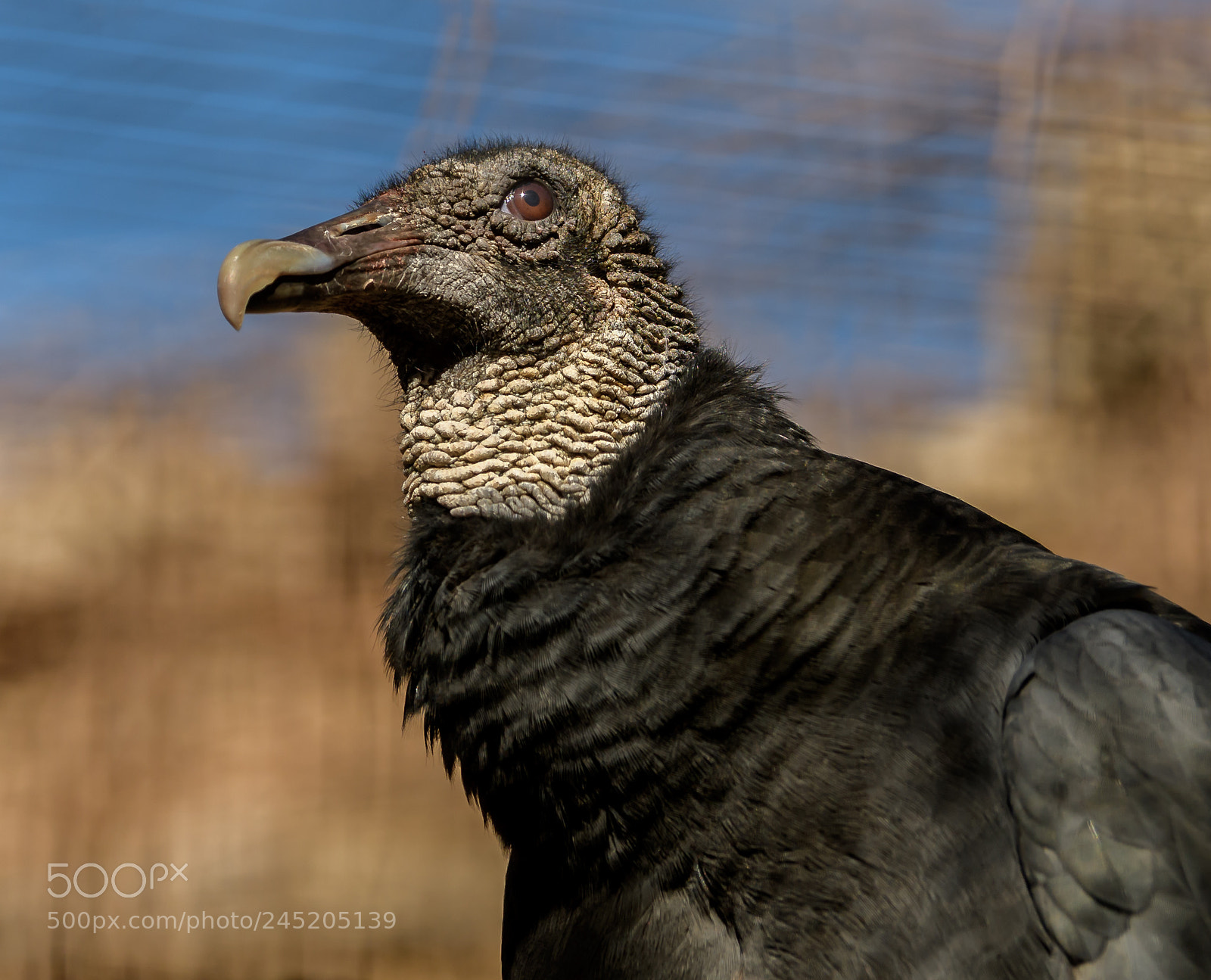 Nikon D500 sample photo. Black vulture photography