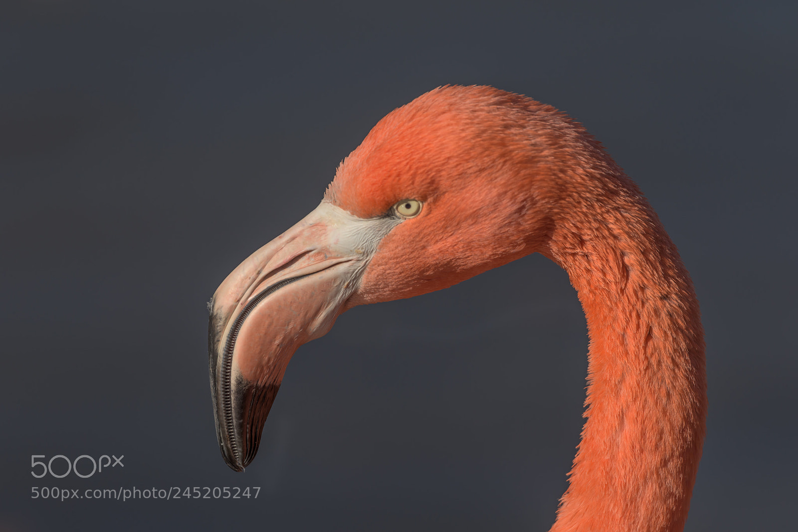 Nikon D810 sample photo. Flamingo photography