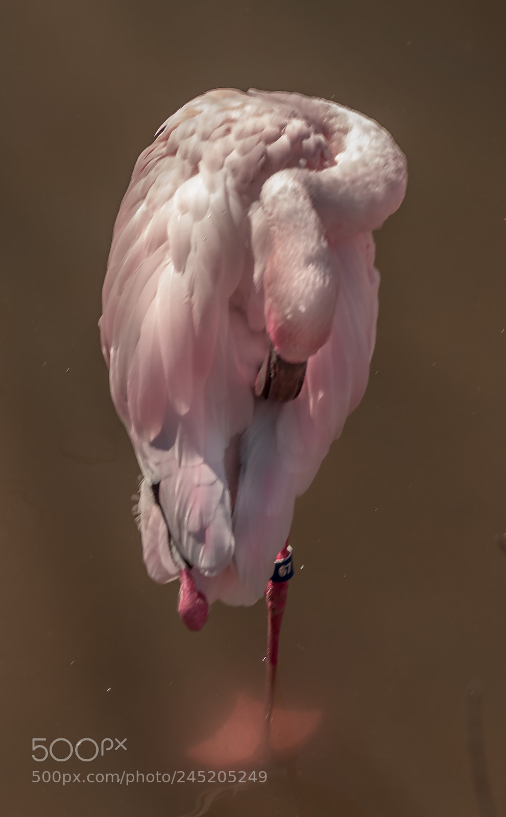 Nikon D500 sample photo. Flamingo photography