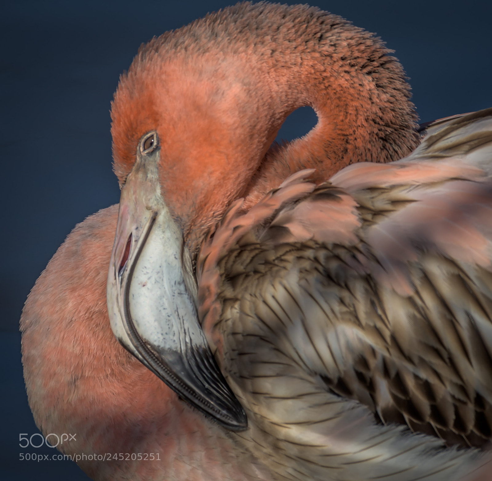 Nikon D810 sample photo. Flamingo photography