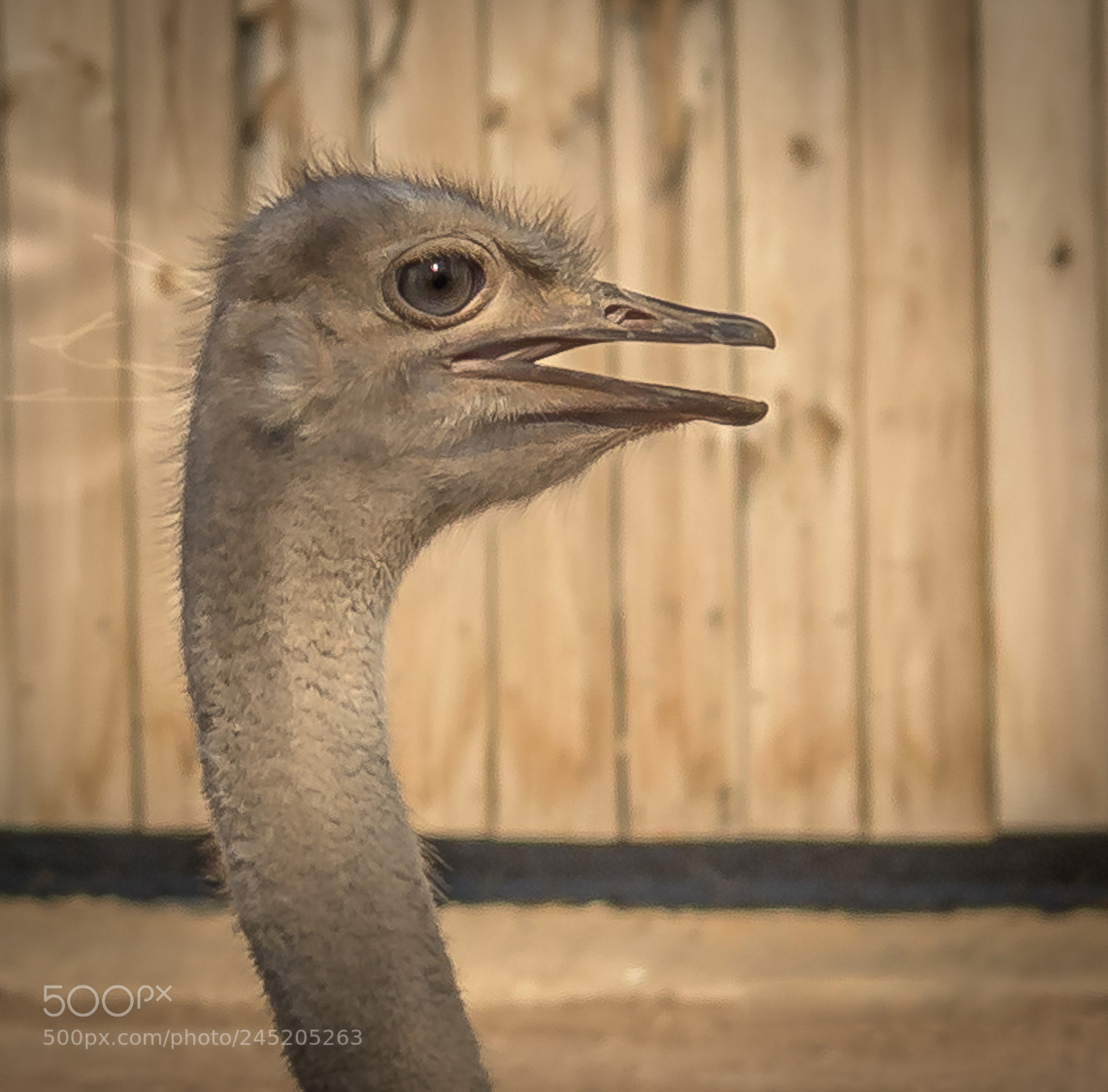 Nikon D500 sample photo. Ostrich photography