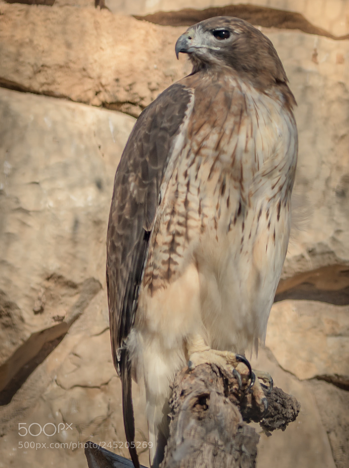 Nikon D500 sample photo. Red tailed hawk photography