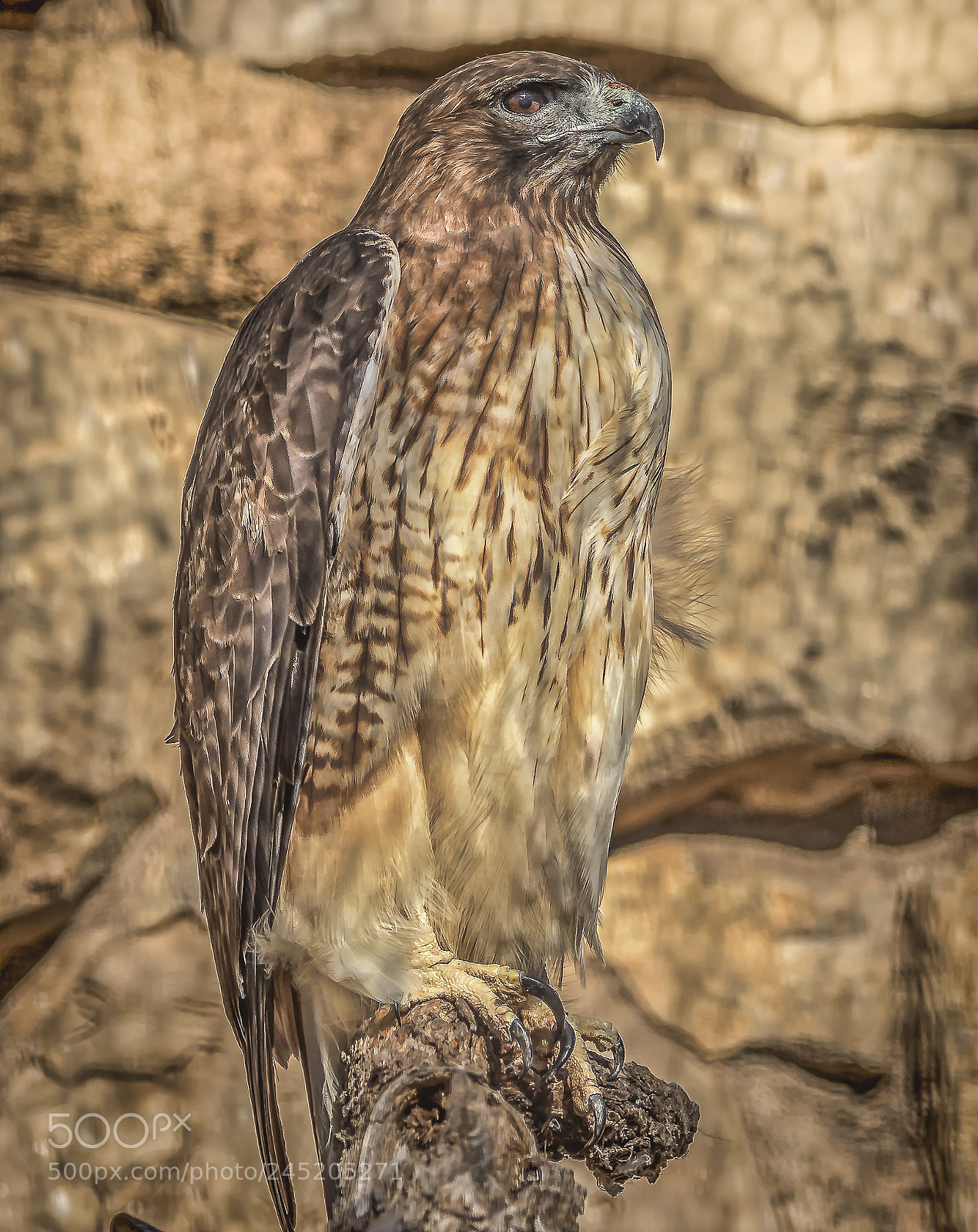Nikon D500 sample photo. Red tailed hawk photography