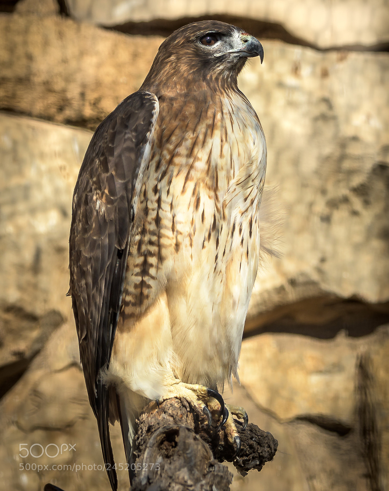 Nikon D500 sample photo. Red tailed hawk photography