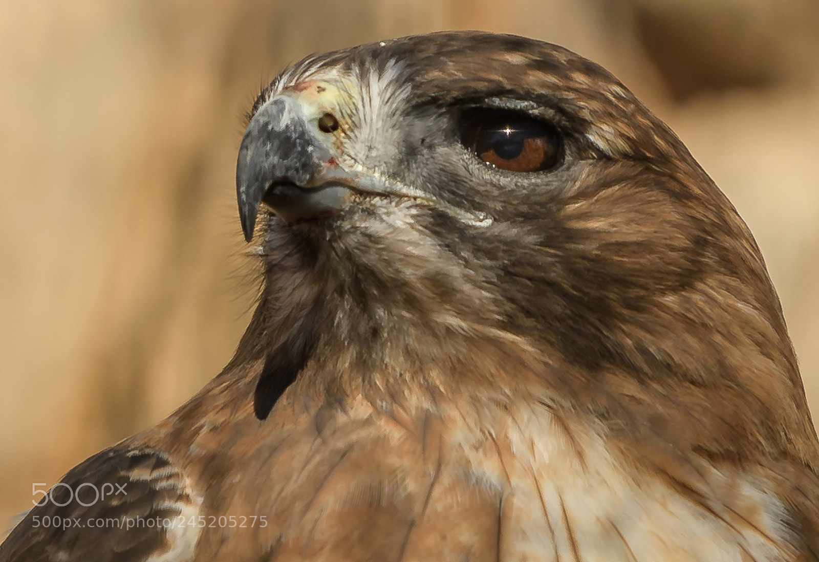 Nikon D500 sample photo. Red tailed head photography