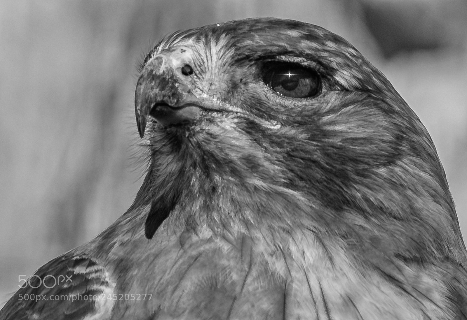 Nikon D500 sample photo. Red tailed head photography