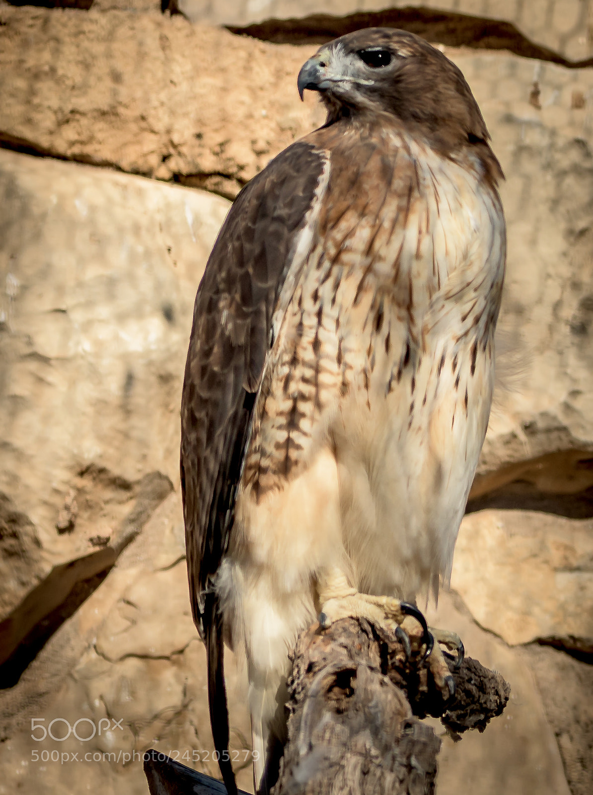Nikon D500 sample photo. Red tailed hawk photography