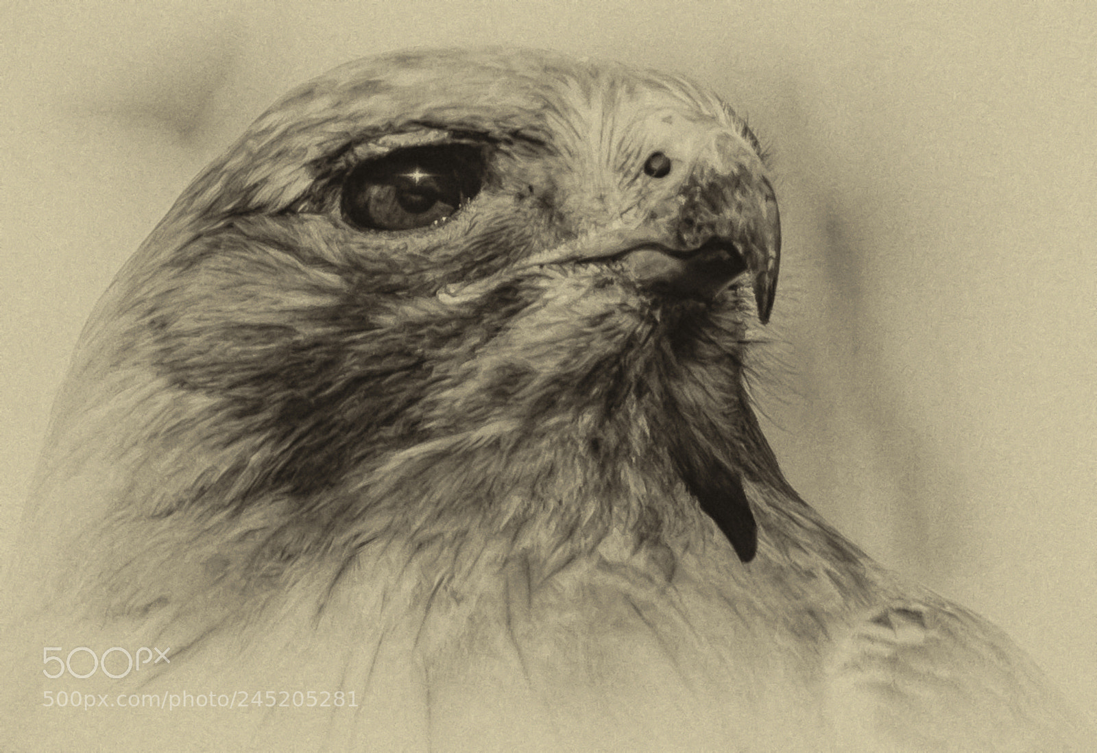 Nikon D500 sample photo. Red tailed head photography