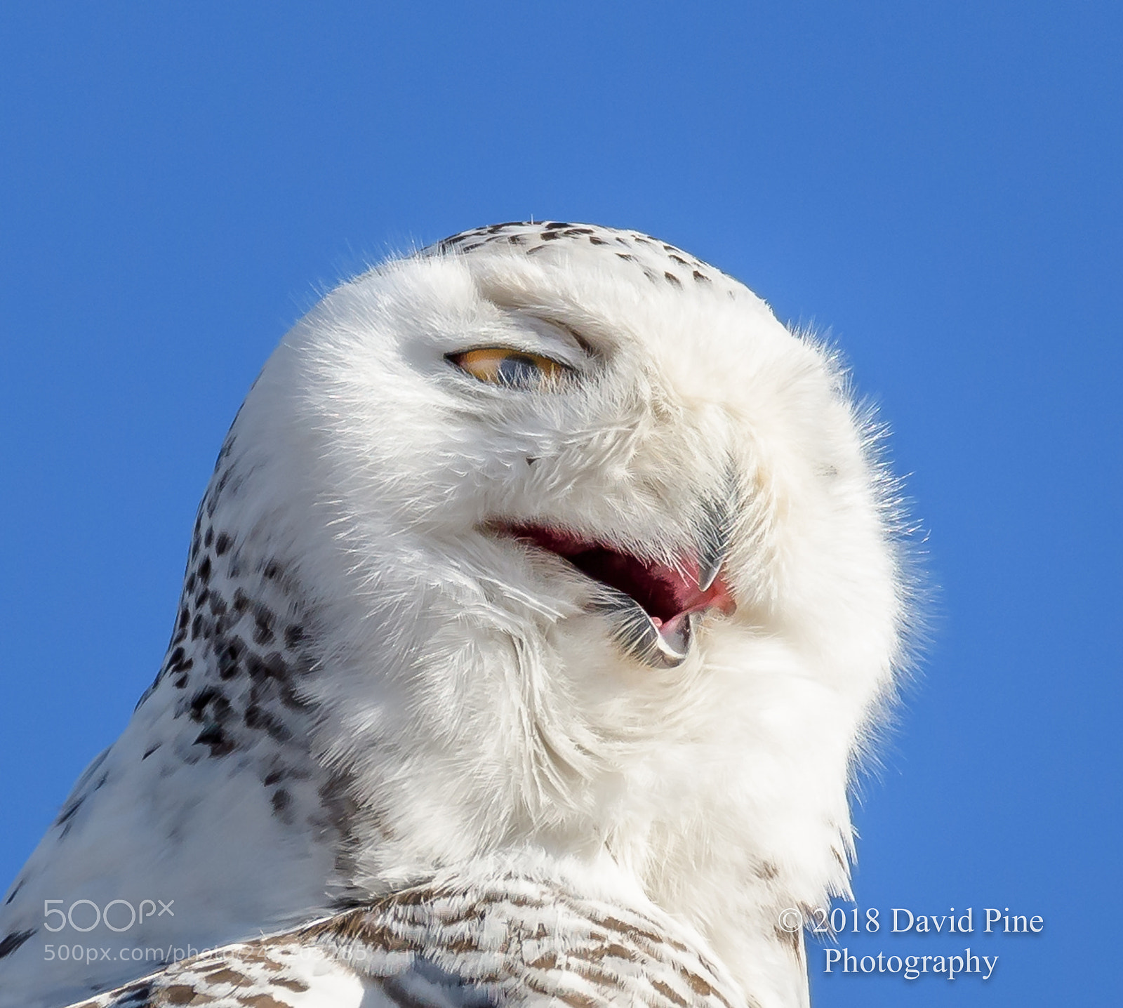 Nikon D500 sample photo. Snowyowlb photography