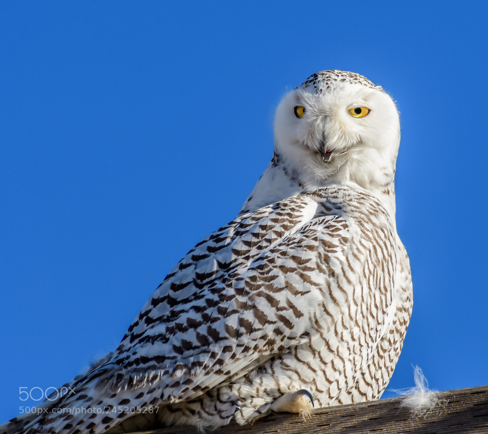 Nikon D500 sample photo. Snowyowl photography