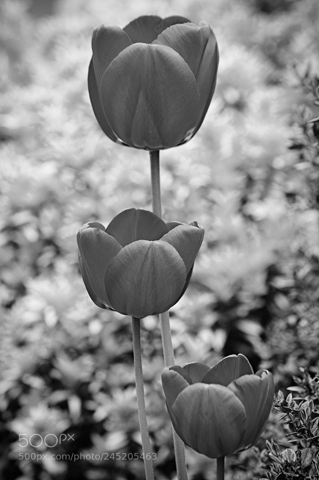 Nikon D50 sample photo. Three tulips photography