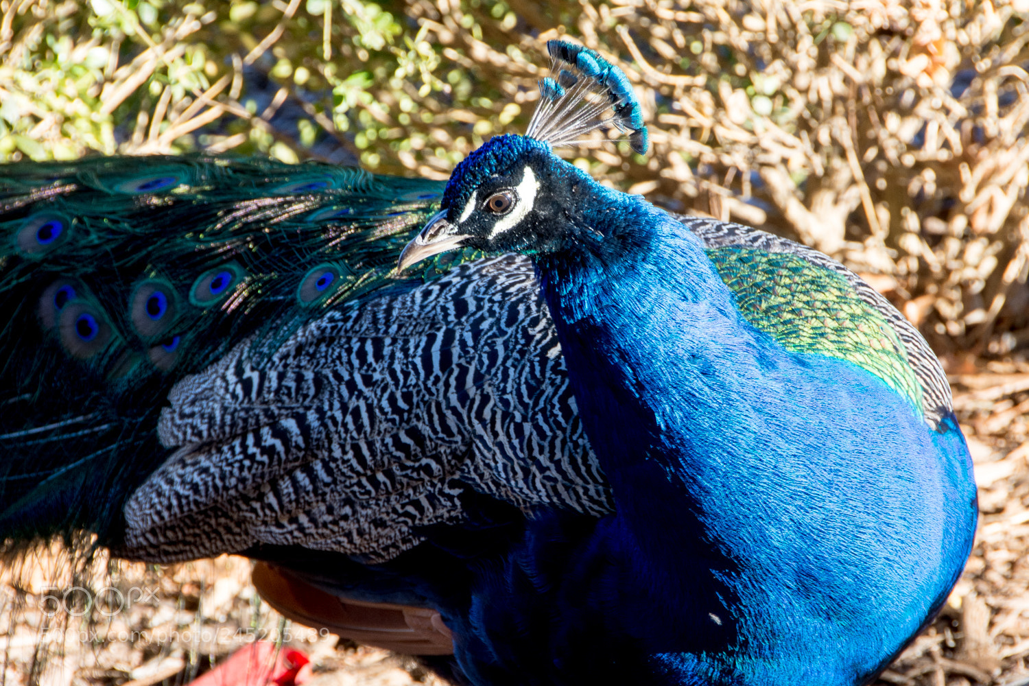 Nikon D7200 sample photo. Detroit zoo photography