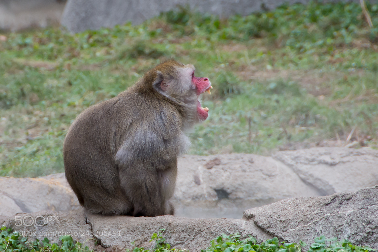 Nikon D7200 sample photo. Detroit zoo photography