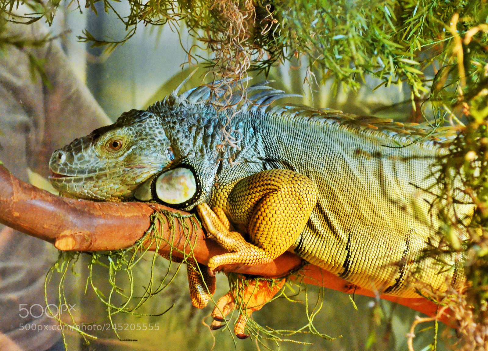 Nikon D5100 sample photo. Iguana behind the glass photography