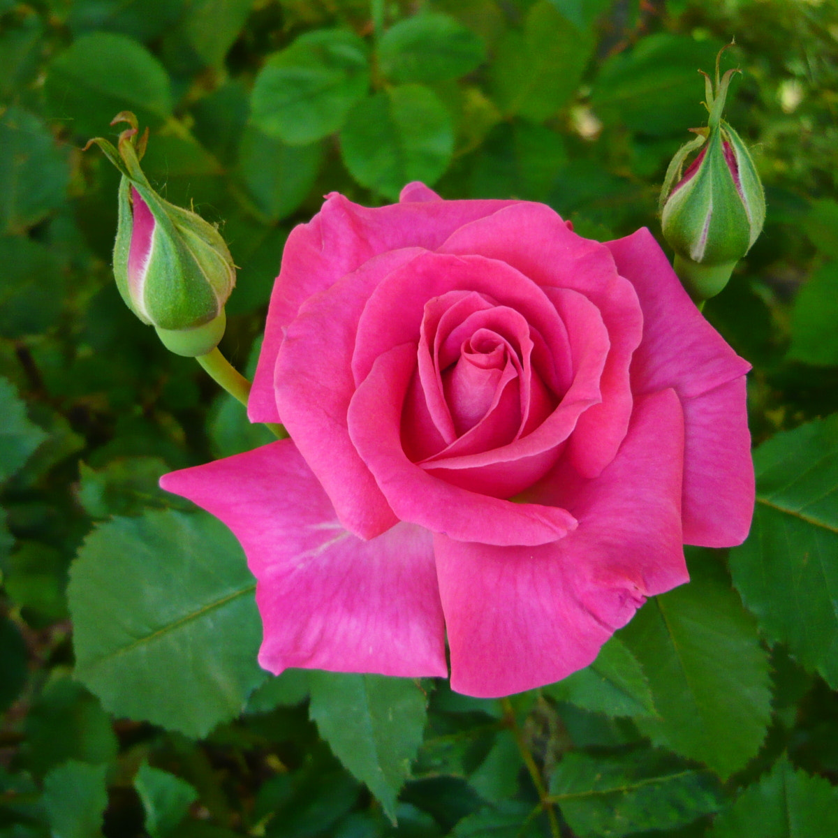 Panasonic Lumix DMC-LS80 sample photo. Pink rose photography