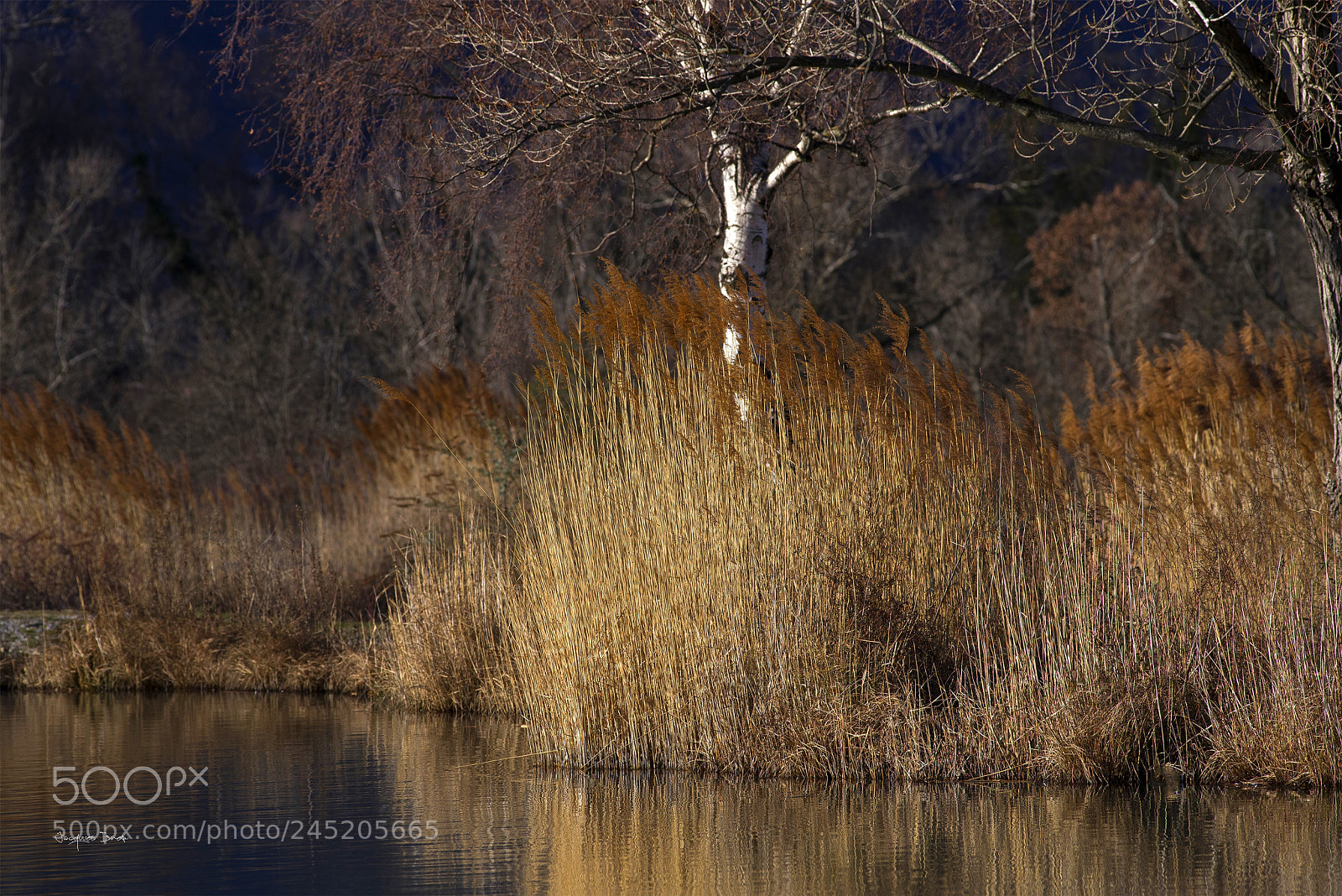 Pentax K-1 sample photo. Les roseaux dorés photography