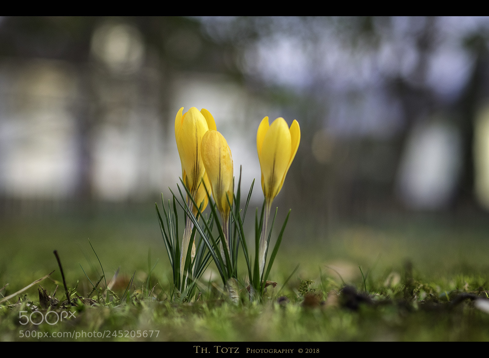 Olympus OM-D E-M1 sample photo. Spring is coming soon photography
